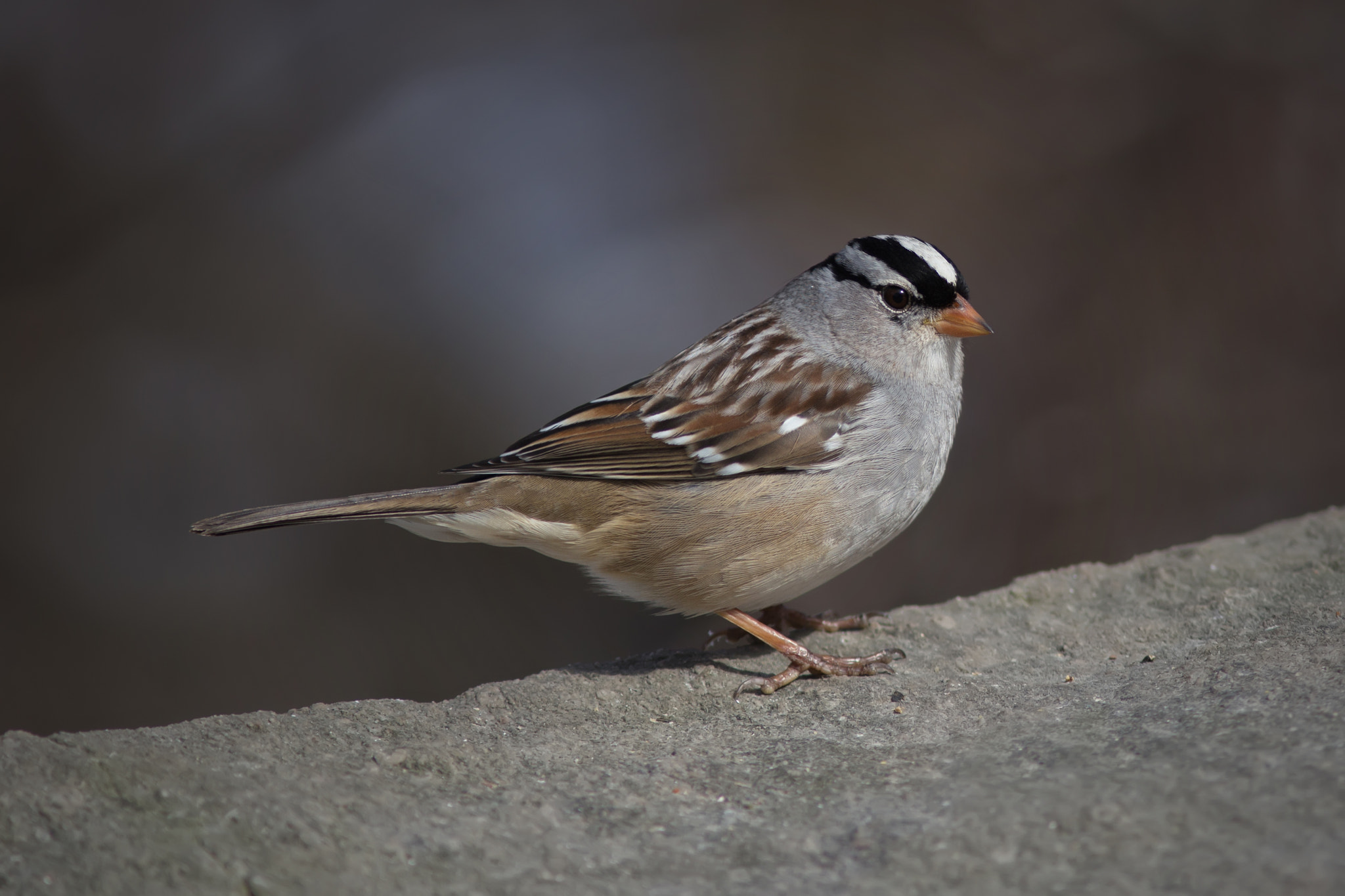Canon EF 300mm F4L IS USM sample photo. White-crowned sparrow 7981 photography