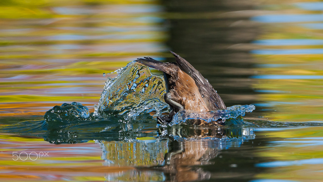 Canon EOS 40D + Canon EF 500mm F4L IS USM sample photo. Making a splash photography