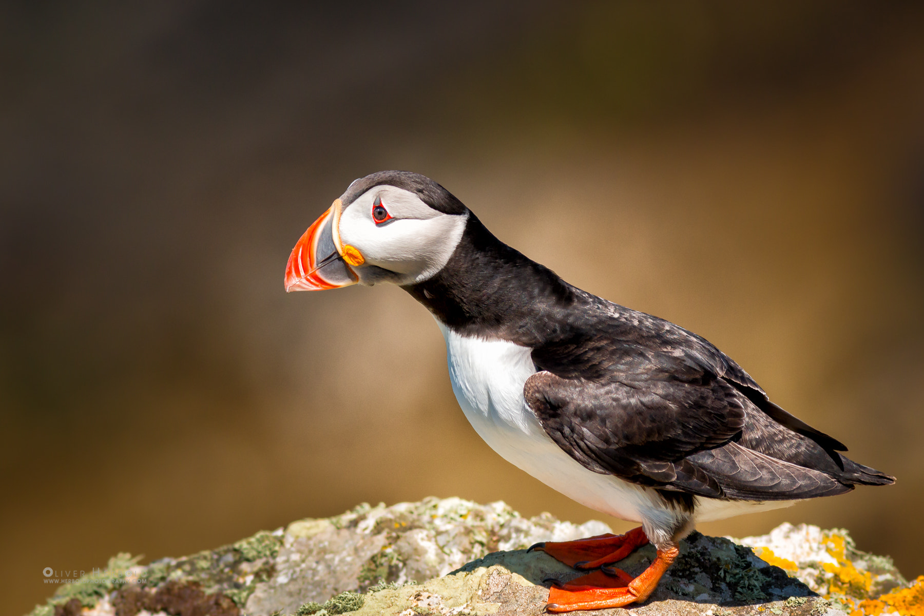 Canon EOS 70D + Canon EF 400mm F5.6L USM sample photo. Looking into infinity little puffin photography