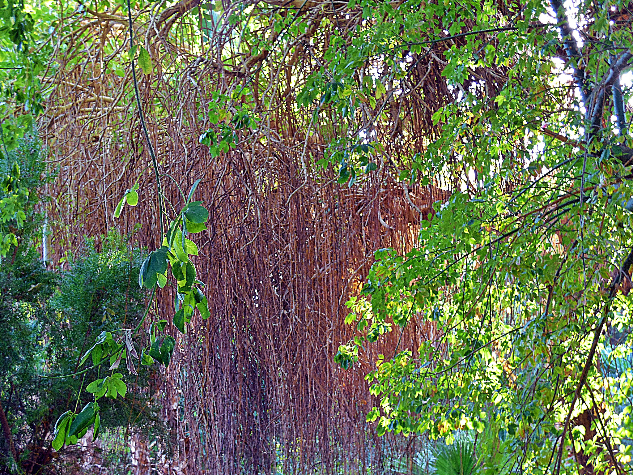 Samsung WB2200F sample photo. It is spring. photography