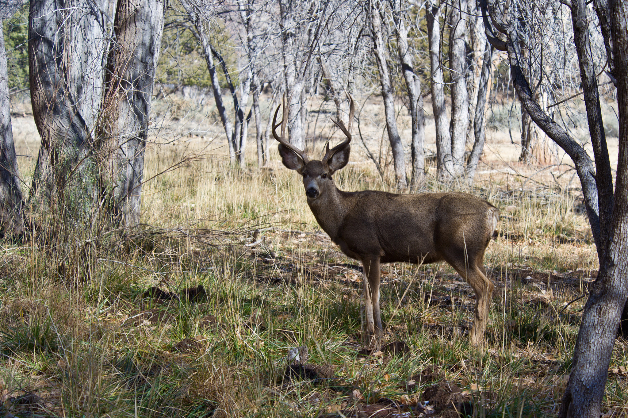 Nikon D3S sample photo. Zion national park photography