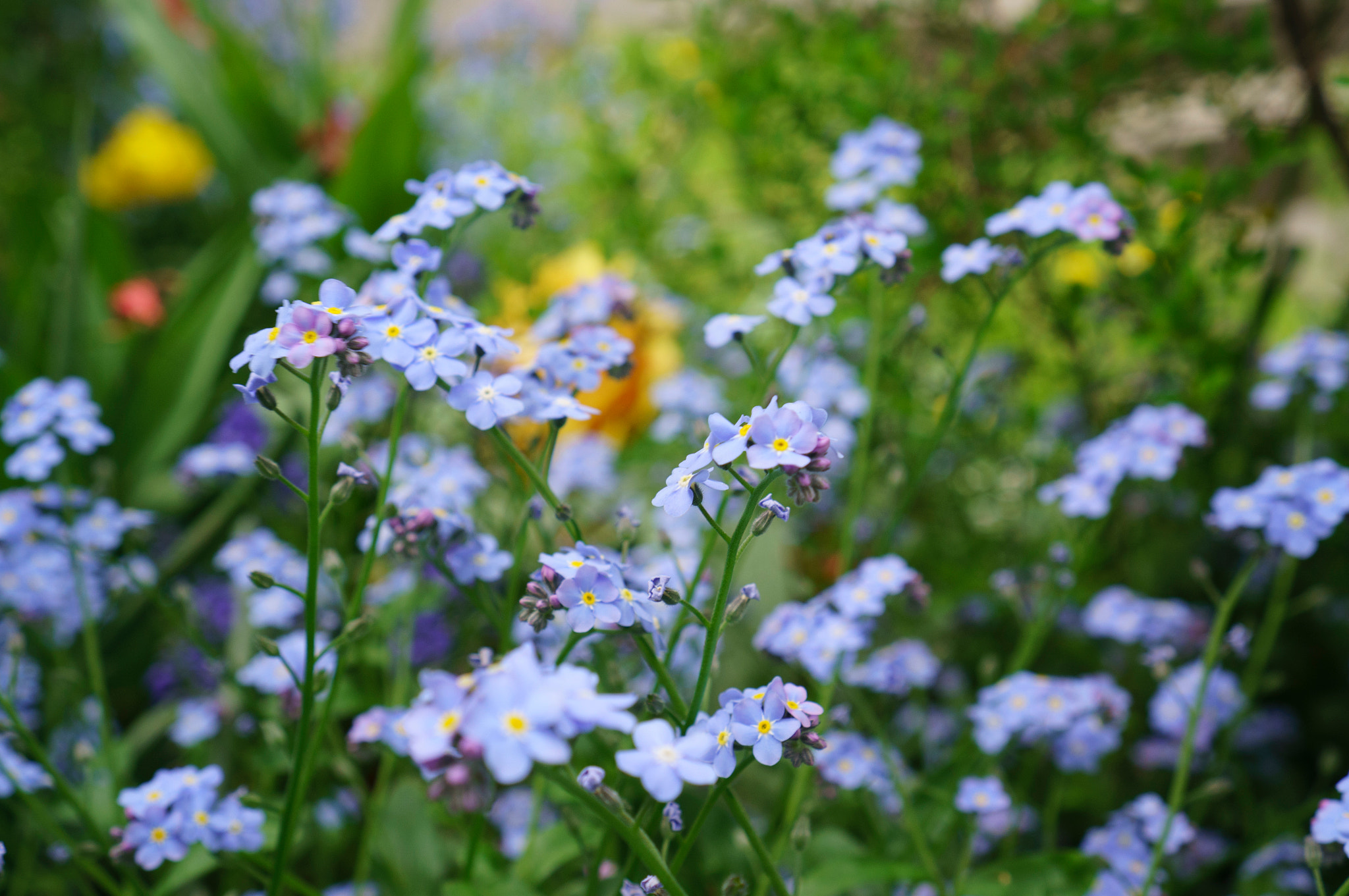 Sony Alpha NEX-6 + Sony E 35mm F1.8 OSS sample photo. Flowers photography