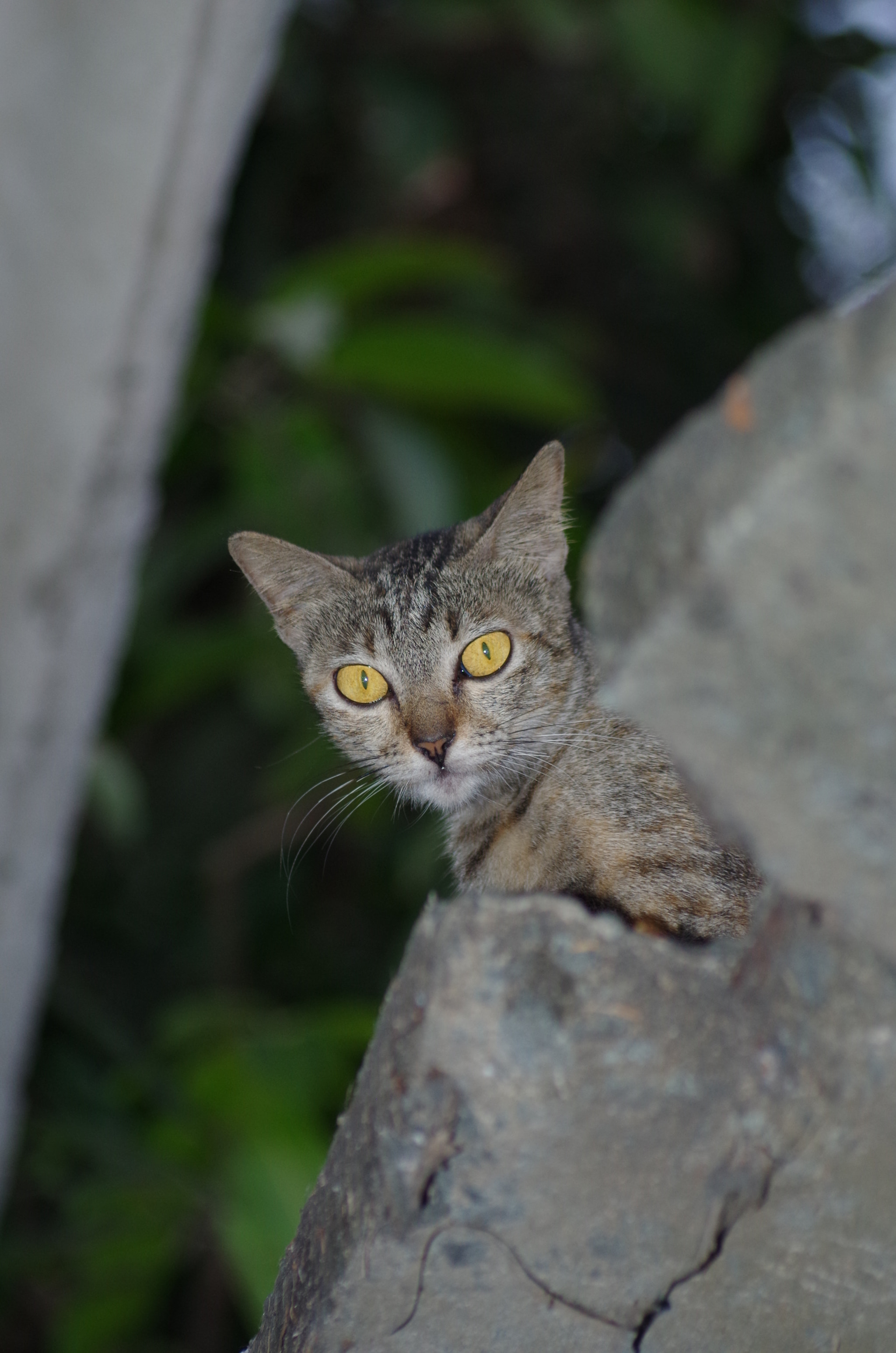 smc PENTAX-FA 70-200mm F4-5.6 sample photo. Devil photography