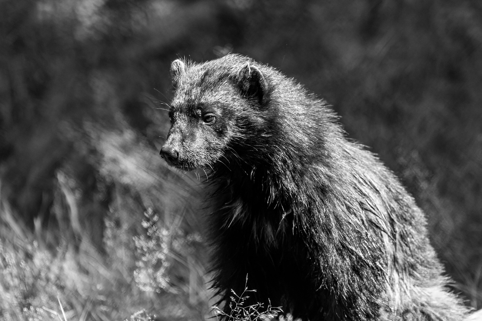 Canon EF 100-400mm F4.5-5.6L IS USM sample photo. Wolverine photography