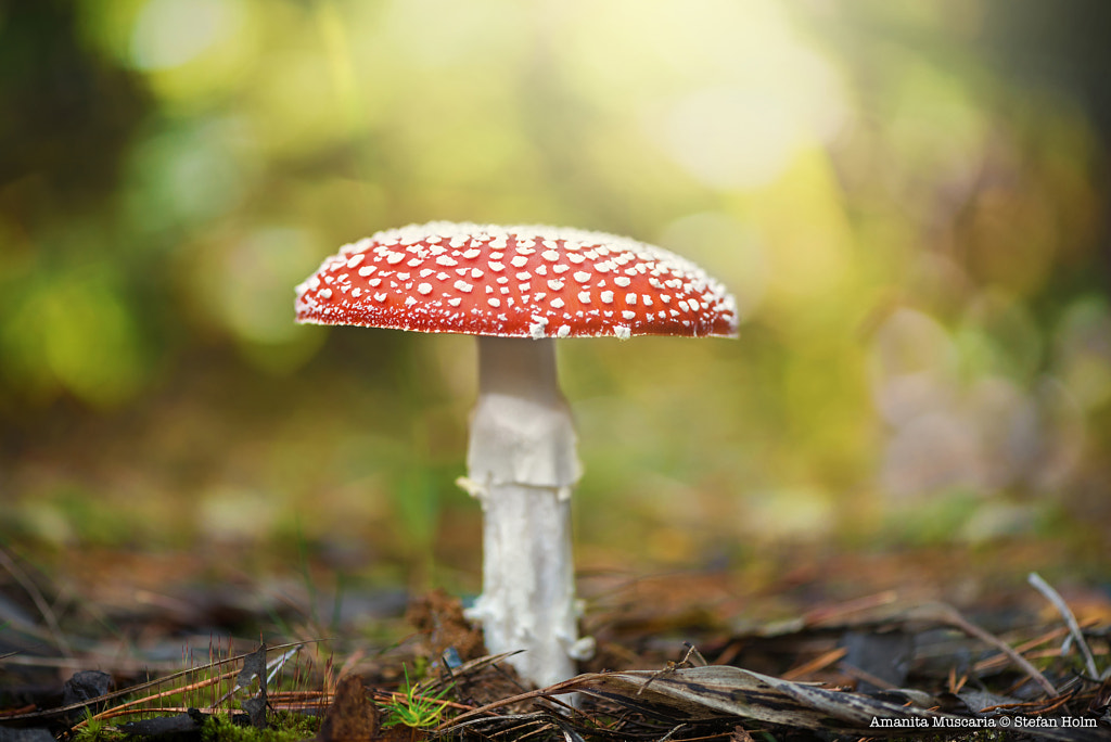 Amanita Muscaria by Stefan Holm on 500px.com