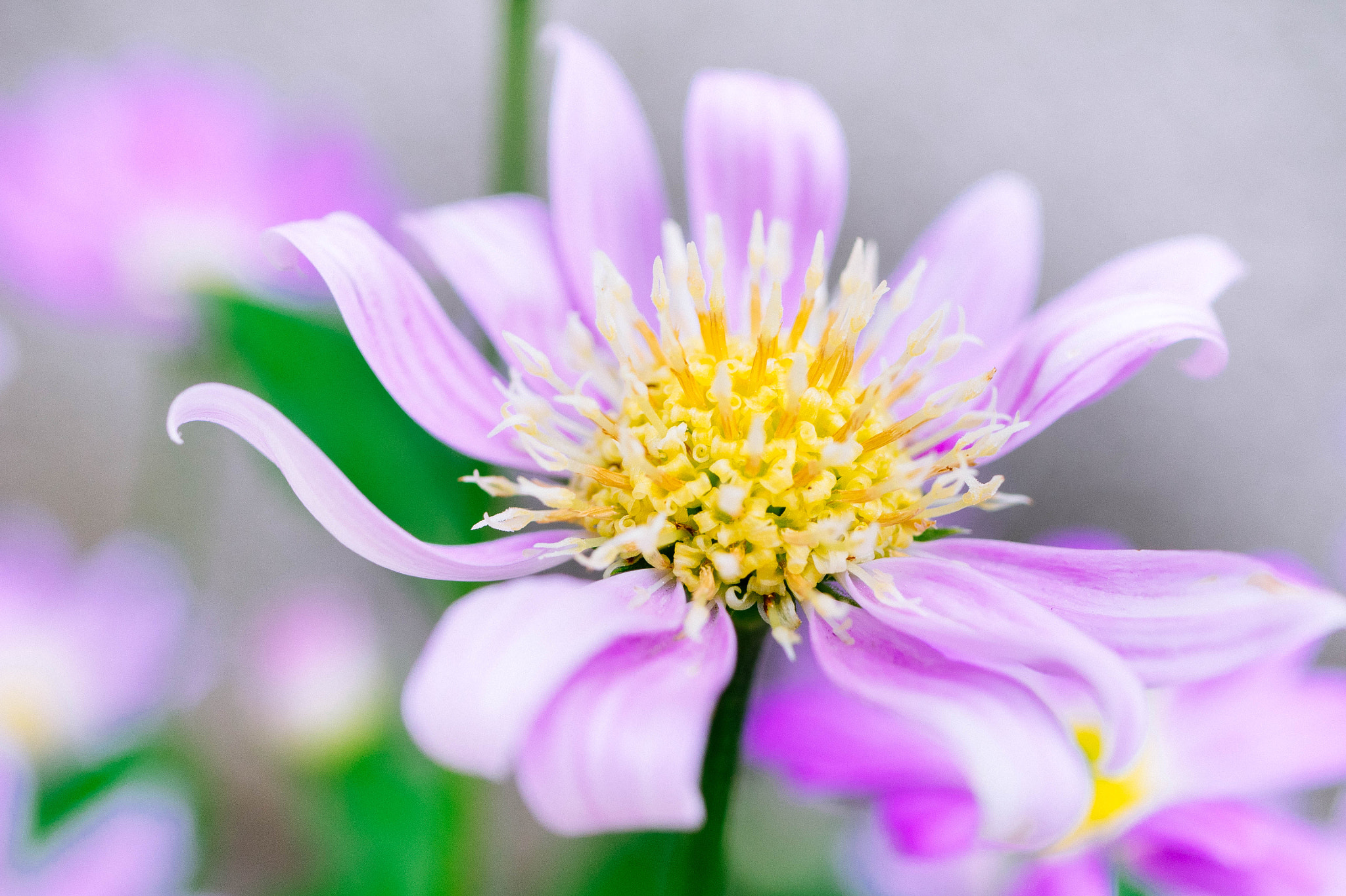 Panasonic Lumix G Macro 30mm F2.8 ASPH Mega OIS sample photo. Miyakowasure photography
