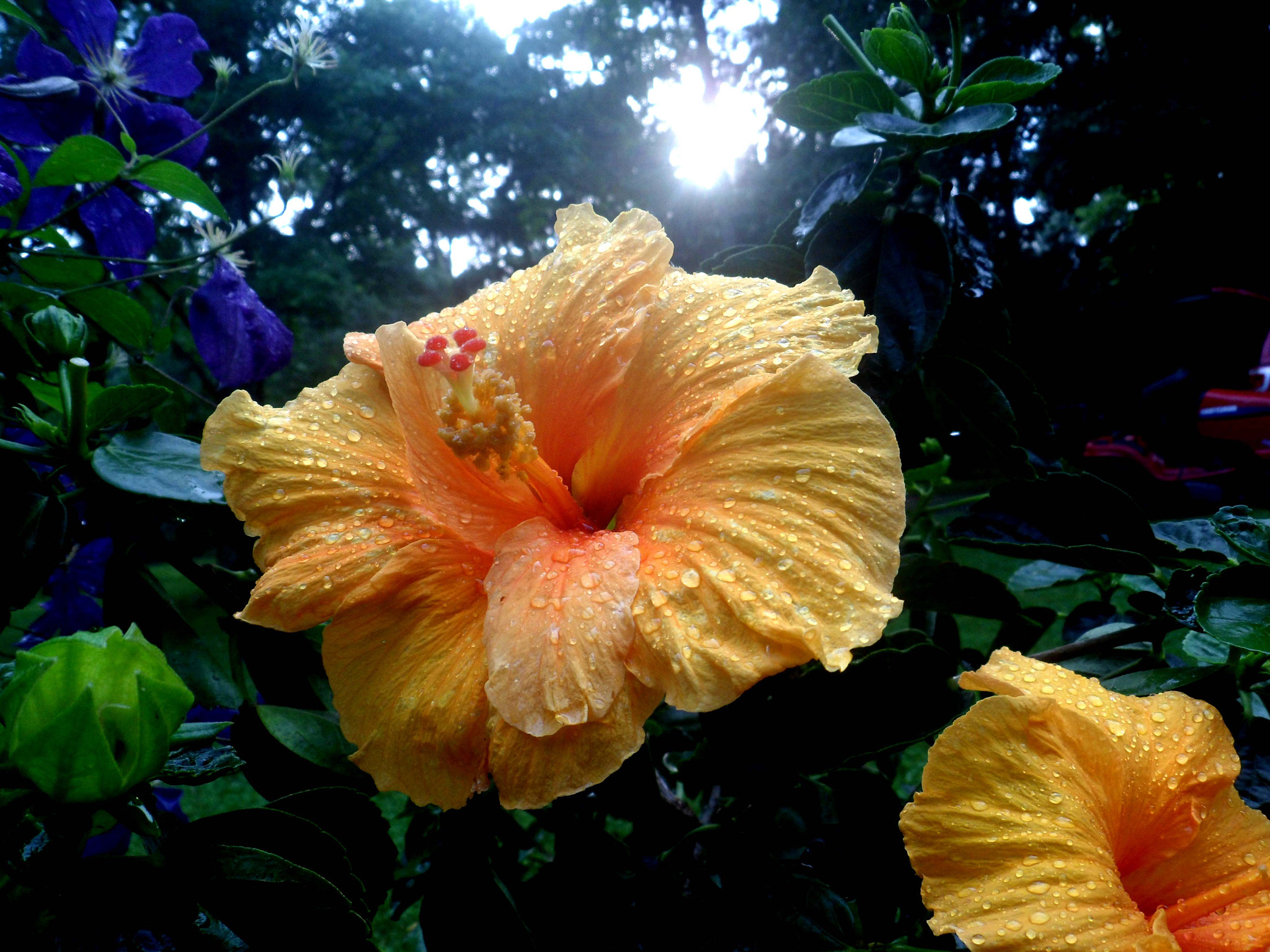Samsung PL210, PL211 / VLUU PL210, PL211 sample photo. Hibiscus after rain photography