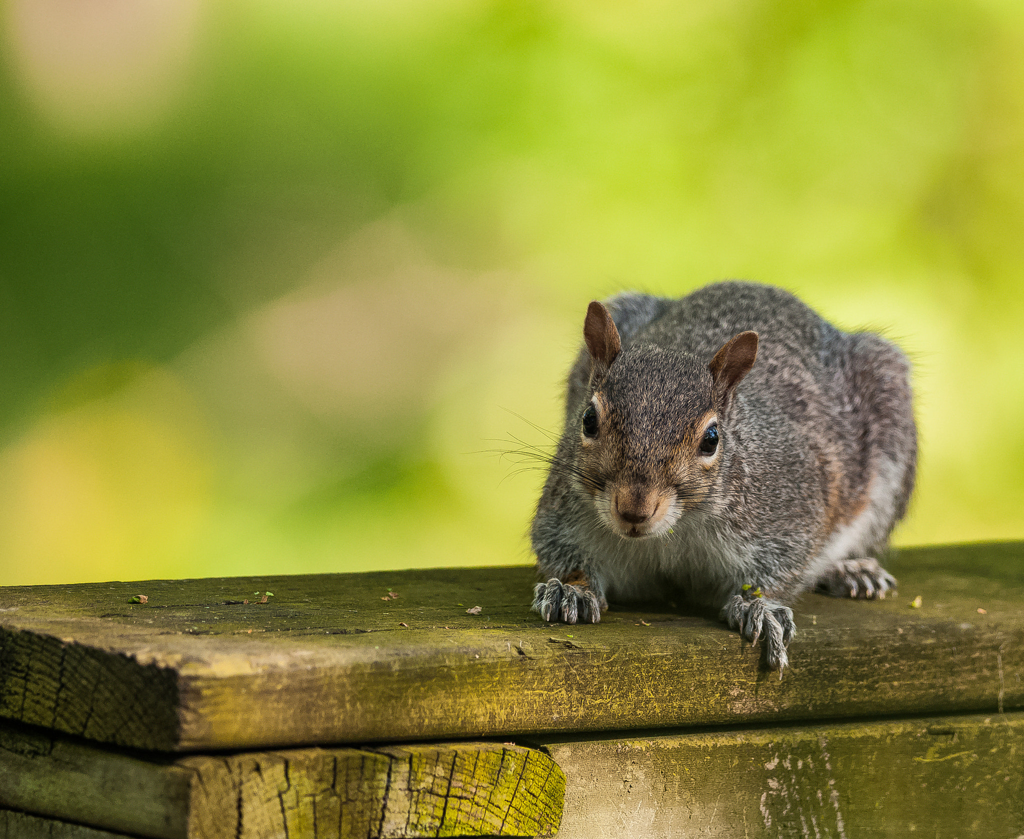 Nikon D300S + Nikon AF-S Nikkor 300mm F4D ED-IF sample photo. Squirrel photography