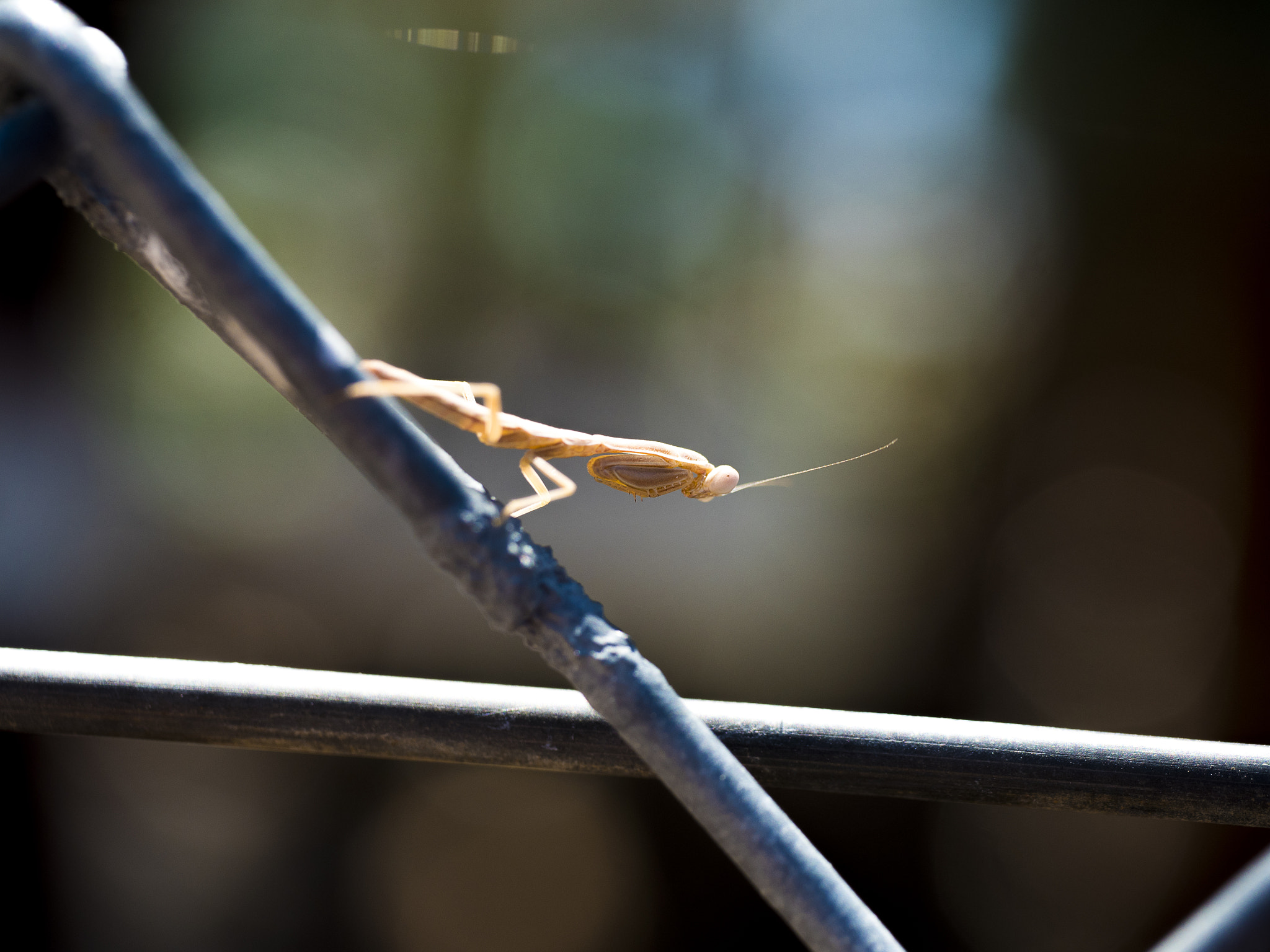 Panasonic Leica DG Macro-Elmarit 45mm F2.8 ASPH OIS sample photo. Praying mantis photography