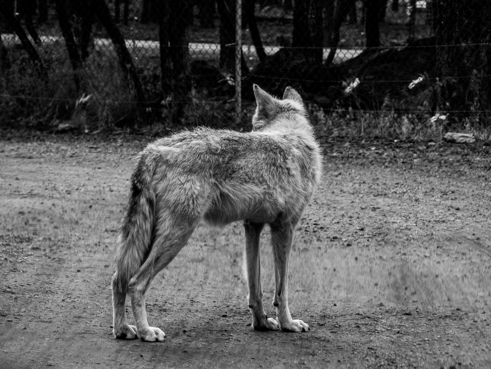 Panasonic Lumix DMC-GX7 sample photo. Wolf photography