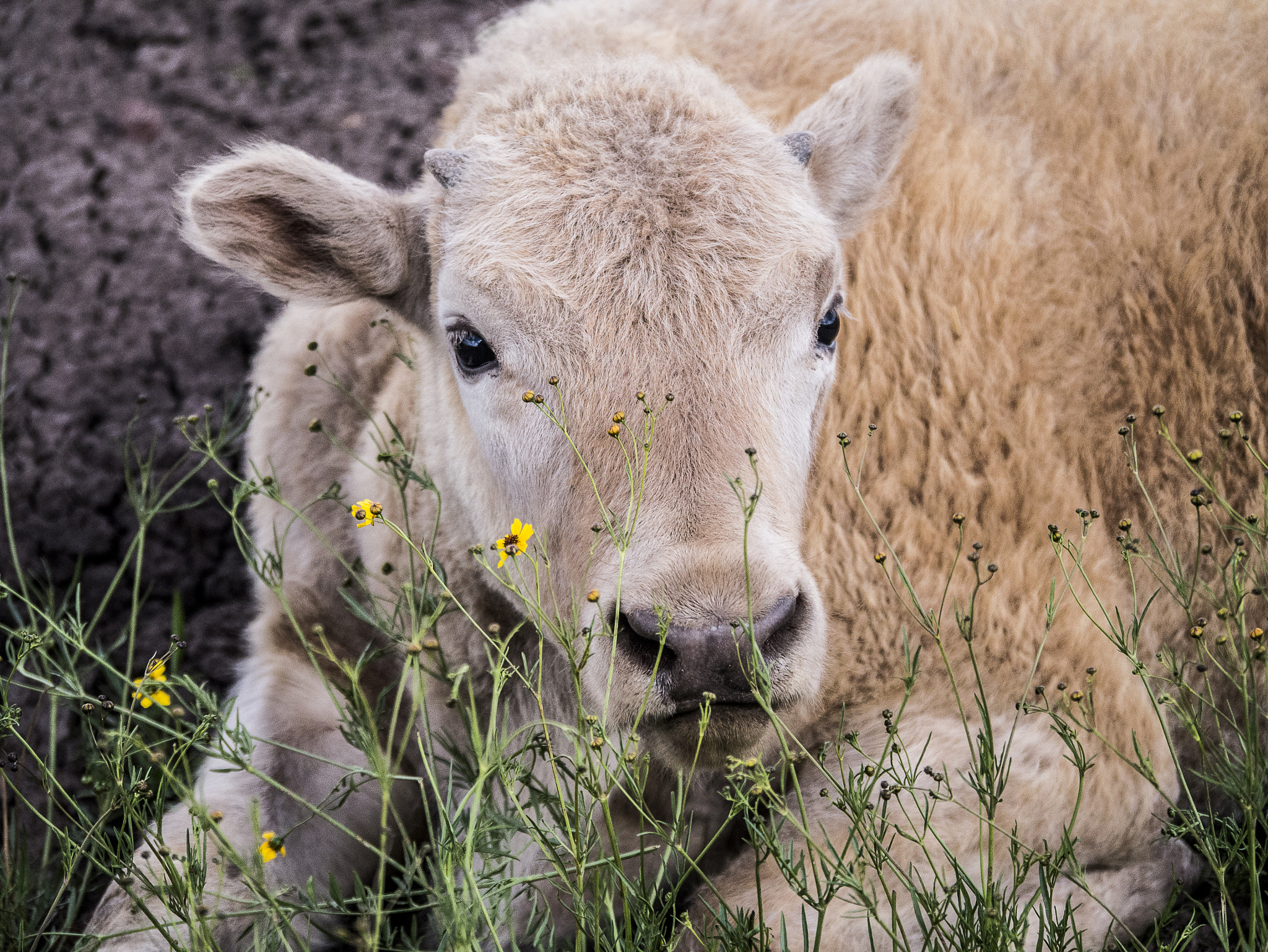 Panasonic Lumix DMC-GX7 sample photo. Baby bison photography