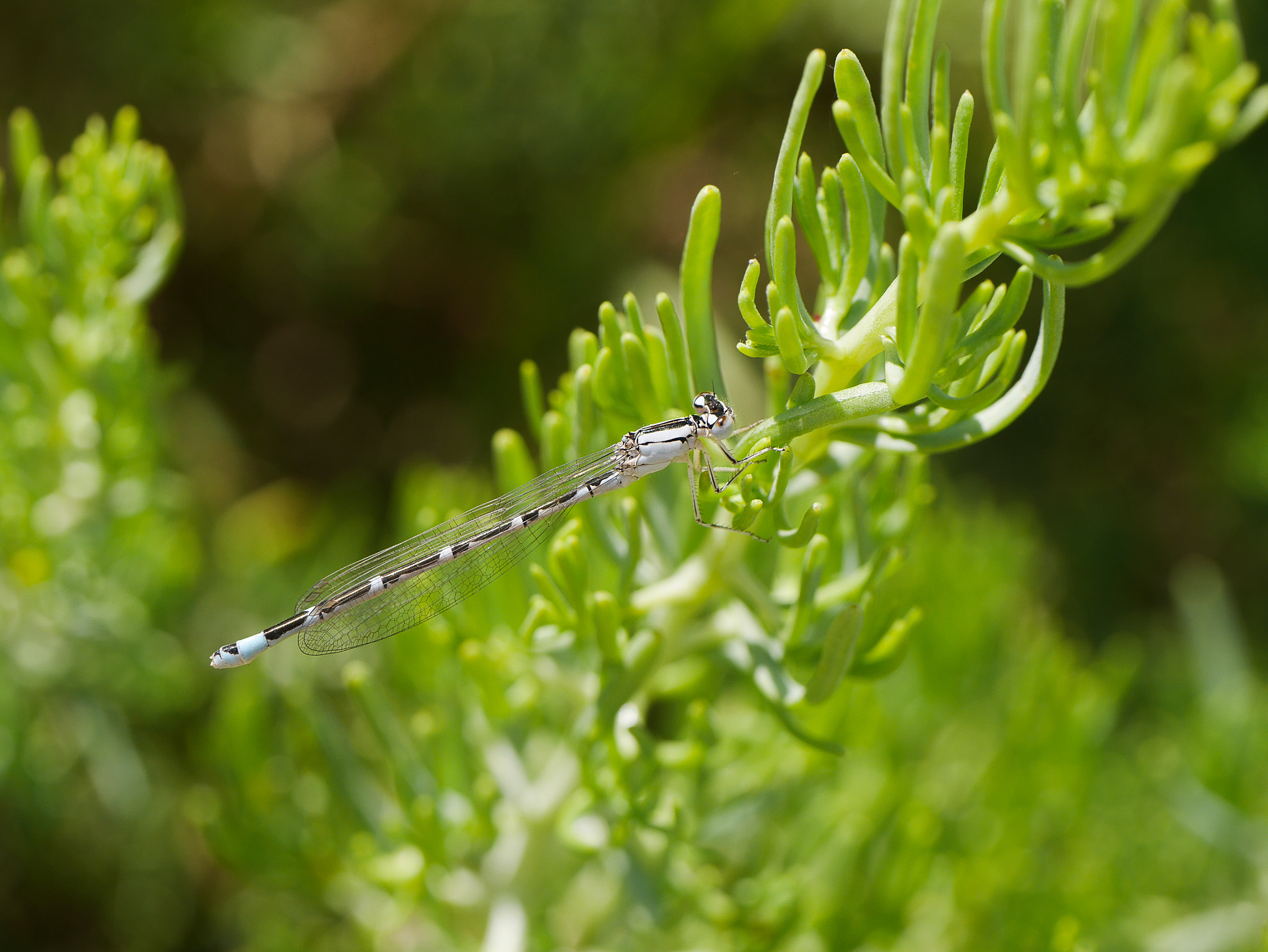 Panasonic Leica DG Macro-Elmarit 45mm F2.8 ASPH OIS sample photo. White dragonfly photography