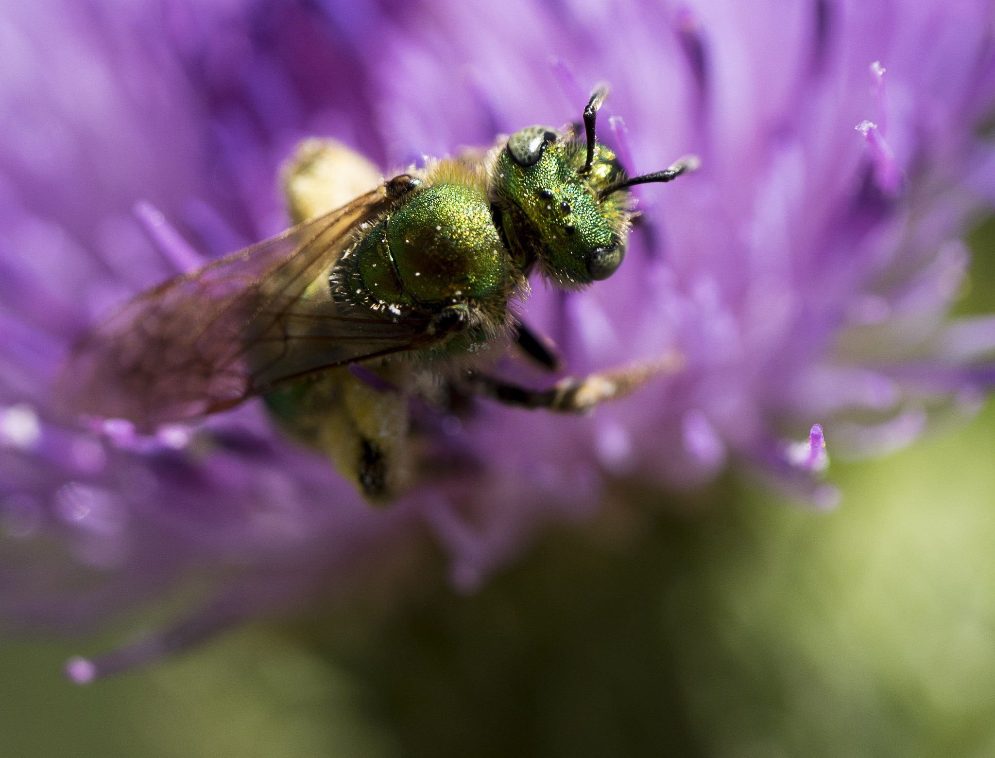 Panasonic Leica DG Macro-Elmarit 45mm F2.8 ASPH OIS sample photo. Green bee photography