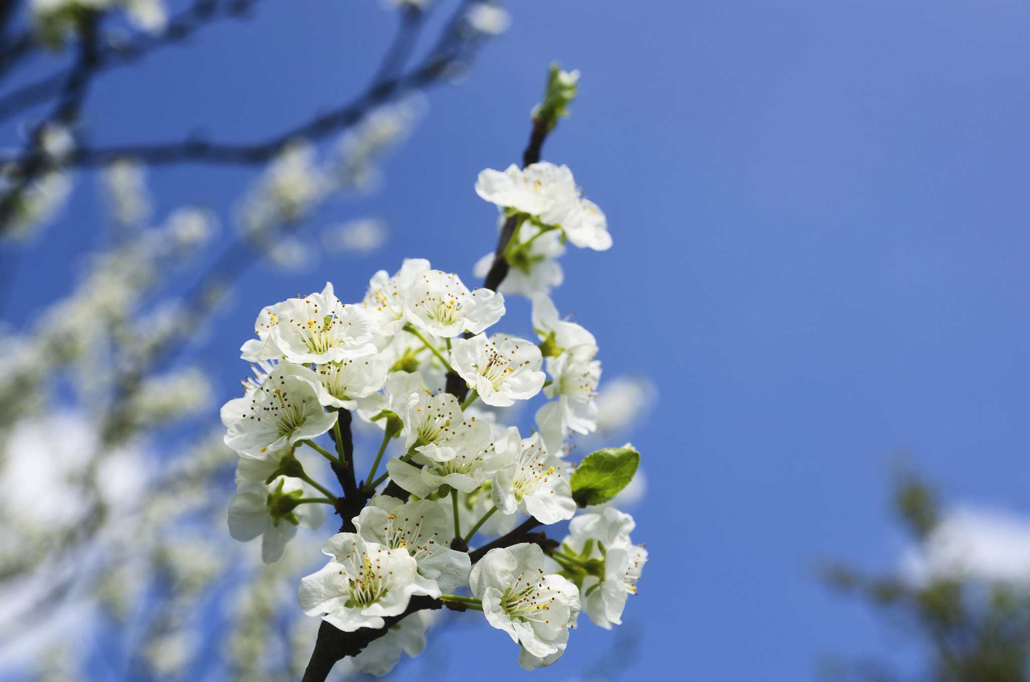 Sigma 18-50mm F2.8 EX DC Macro sample photo. Explosion of spring photography