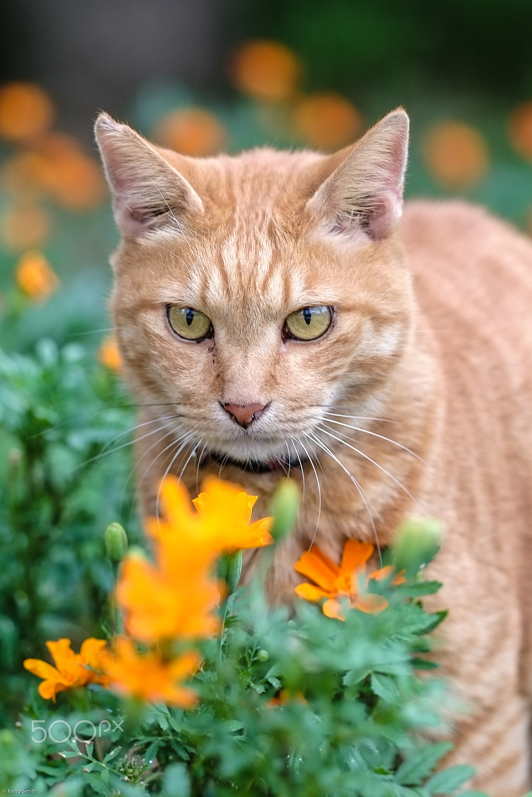 Fujifilm X-Pro1 + Fujifilm XF 90mm F2 R LM WR sample photo. The stare photography