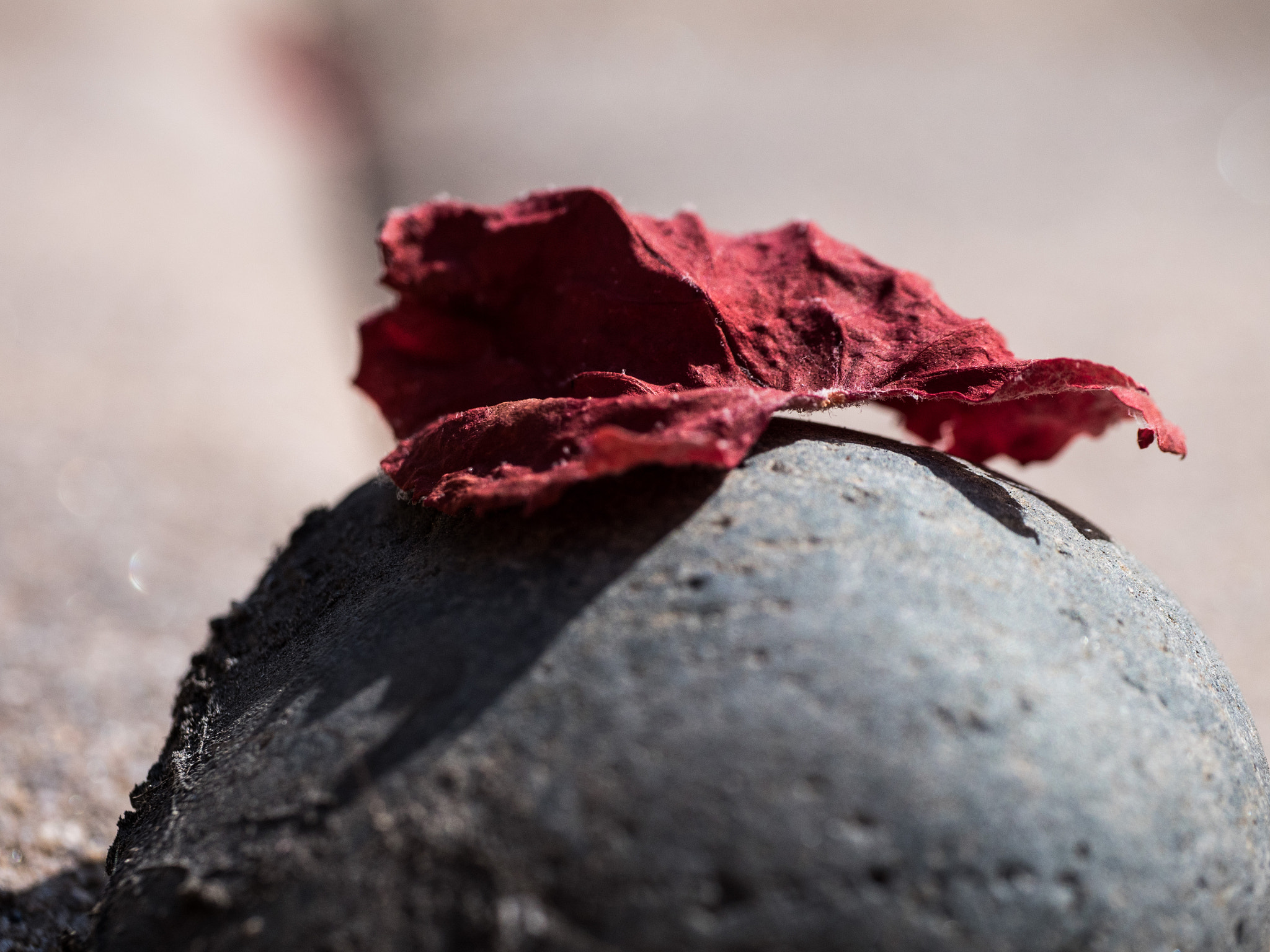 Panasonic Leica DG Macro-Elmarit 45mm F2.8 ASPH OIS sample photo. Red leaf shadow photography