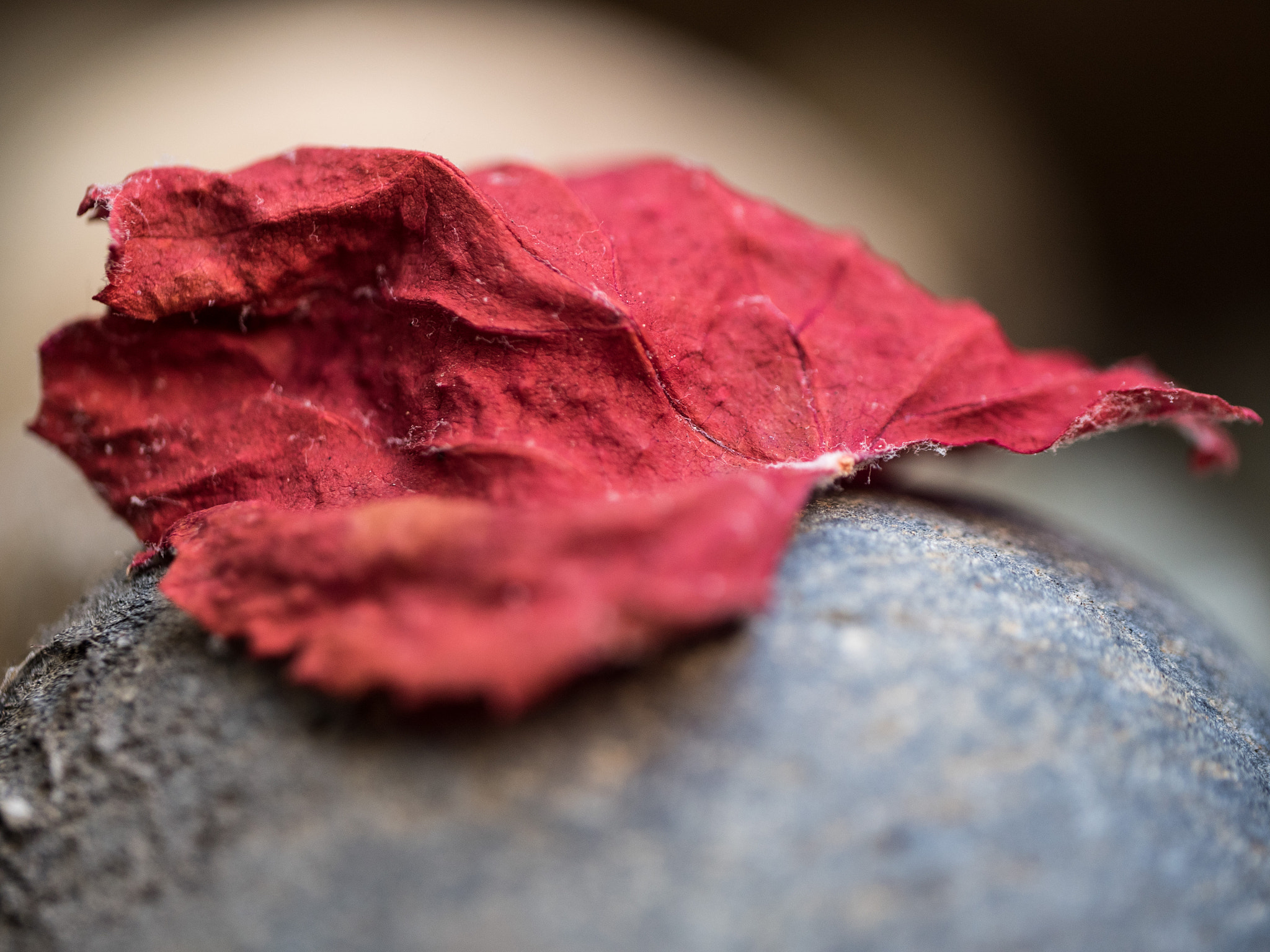 Panasonic Leica DG Macro-Elmarit 45mm F2.8 ASPH OIS sample photo. Read leaf on a rock photography