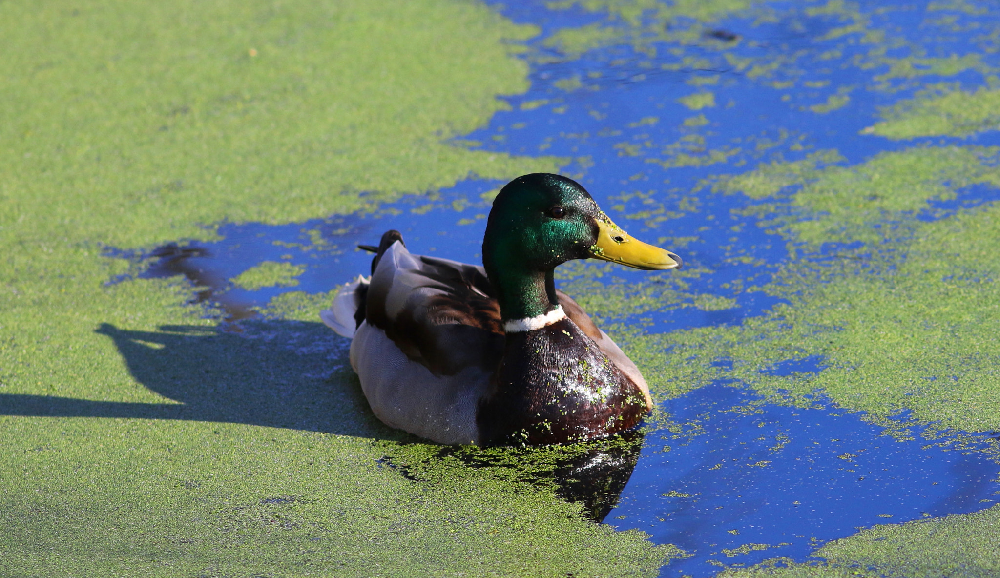Canon EF 300mm F4L IS USM sample photo. Mallard duck photography