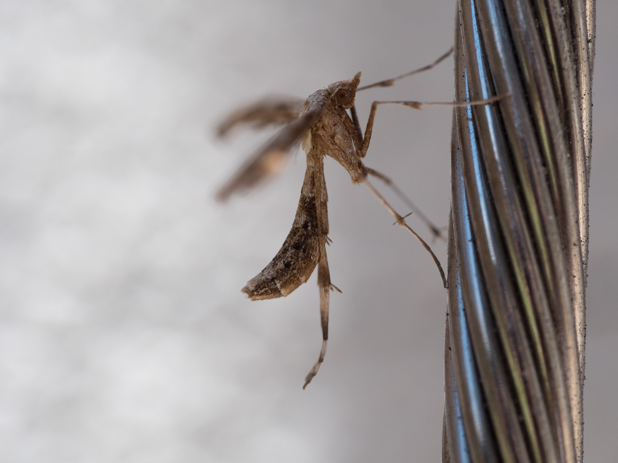Panasonic Leica DG Macro-Elmarit 45mm F2.8 ASPH OIS sample photo. Insect photography