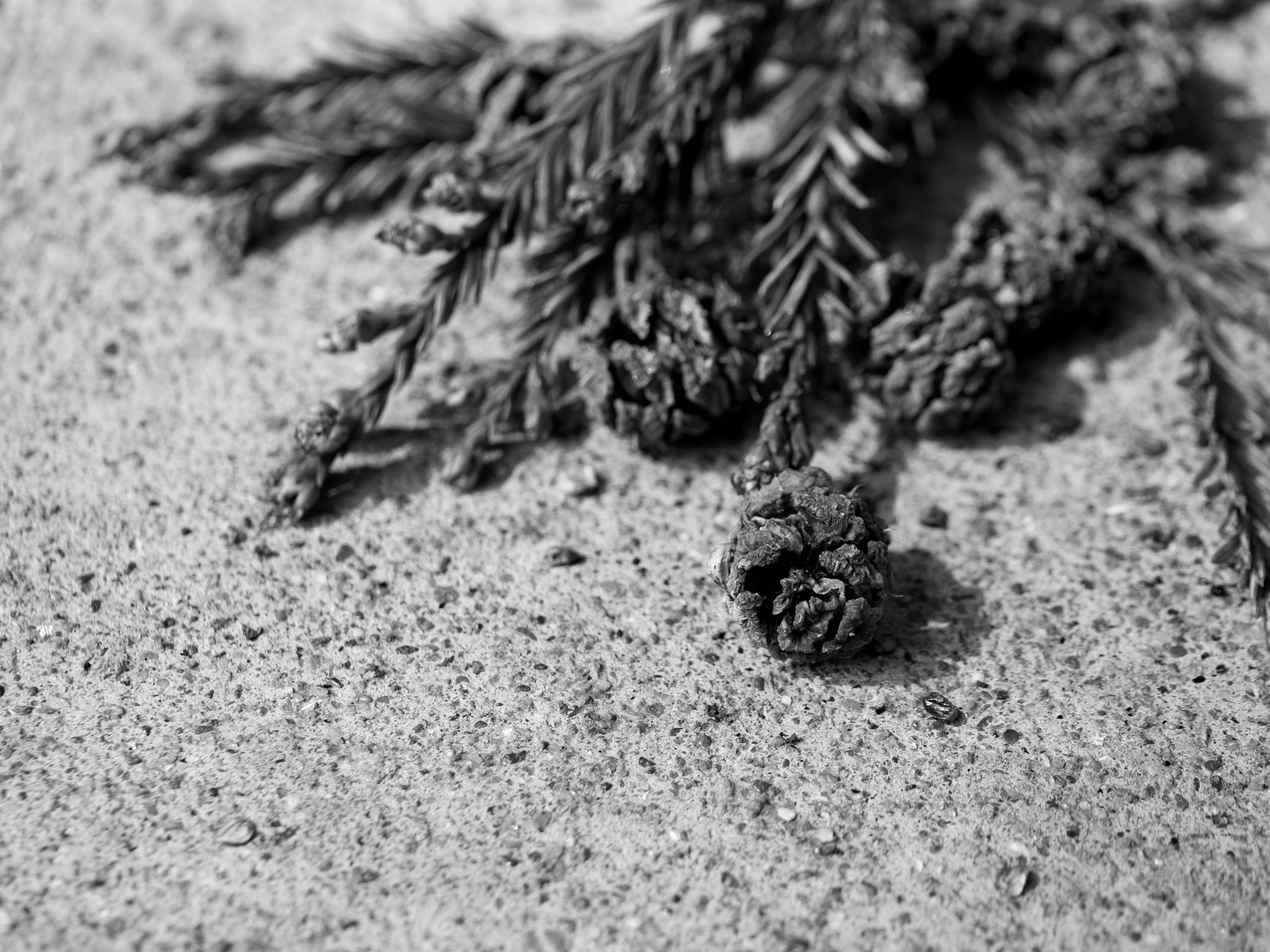 Panasonic Leica DG Macro-Elmarit 45mm F2.8 ASPH OIS sample photo. Fallen and fading photography