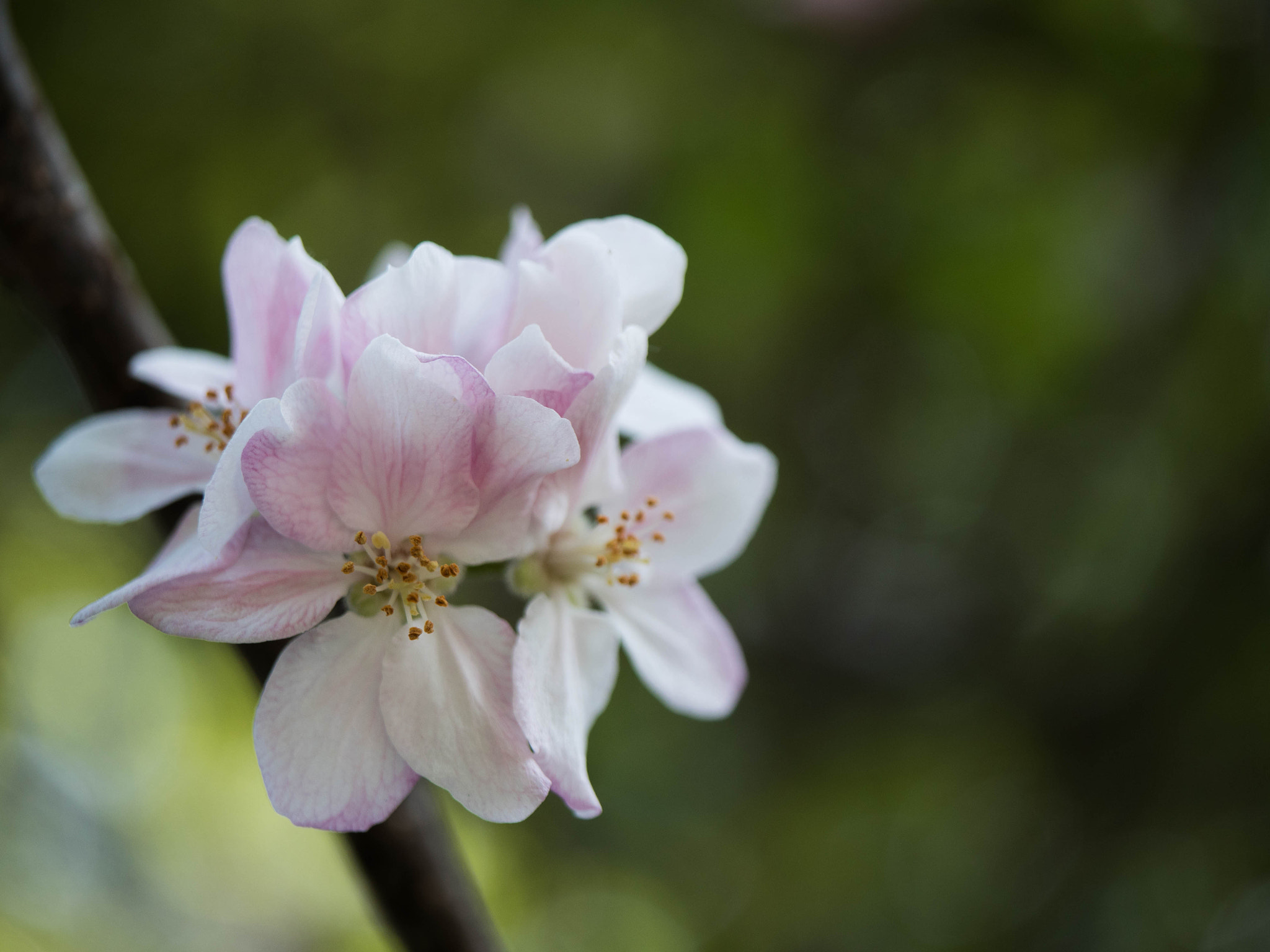 Panasonic Leica DG Macro-Elmarit 45mm F2.8 ASPH OIS sample photo. Pink flowers photography