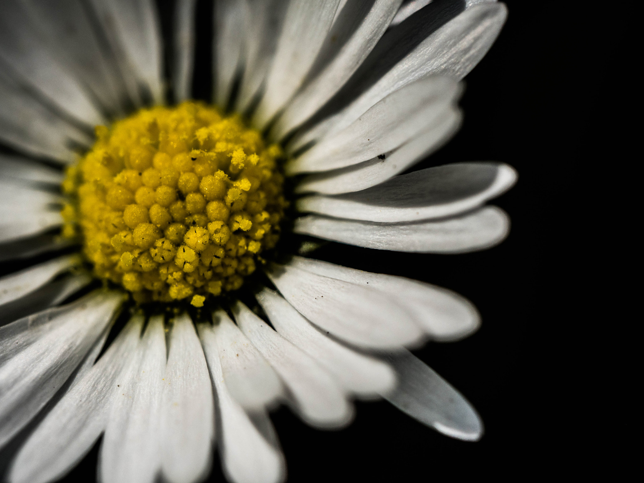 Panasonic Leica DG Macro-Elmarit 45mm F2.8 ASPH OIS sample photo. Macro daisy photography