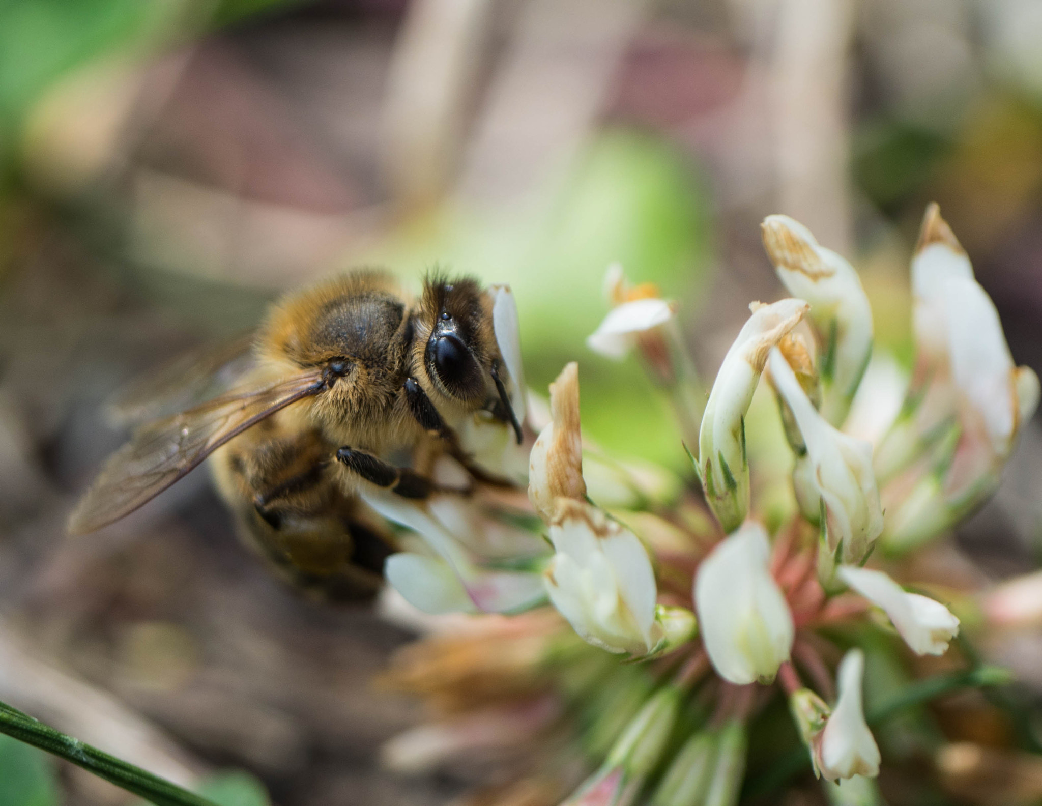 Panasonic Leica DG Macro-Elmarit 45mm F2.8 ASPH OIS sample photo. Macro bee photography