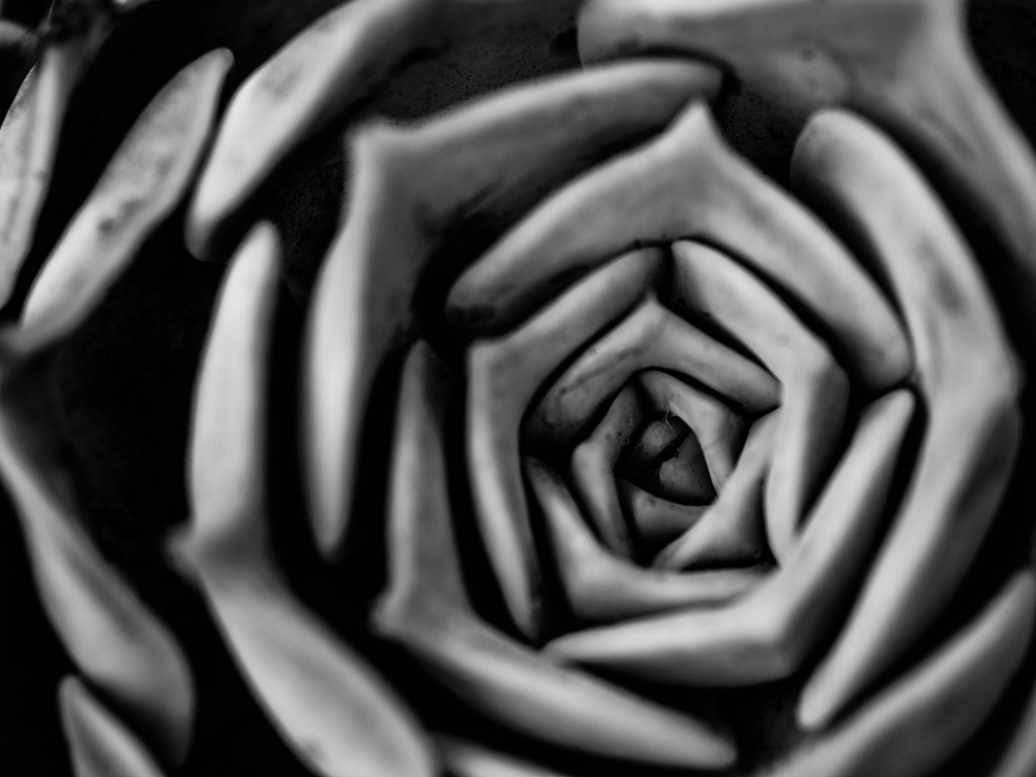Panasonic Leica DG Macro-Elmarit 45mm F2.8 ASPH OIS sample photo. Harmony photography