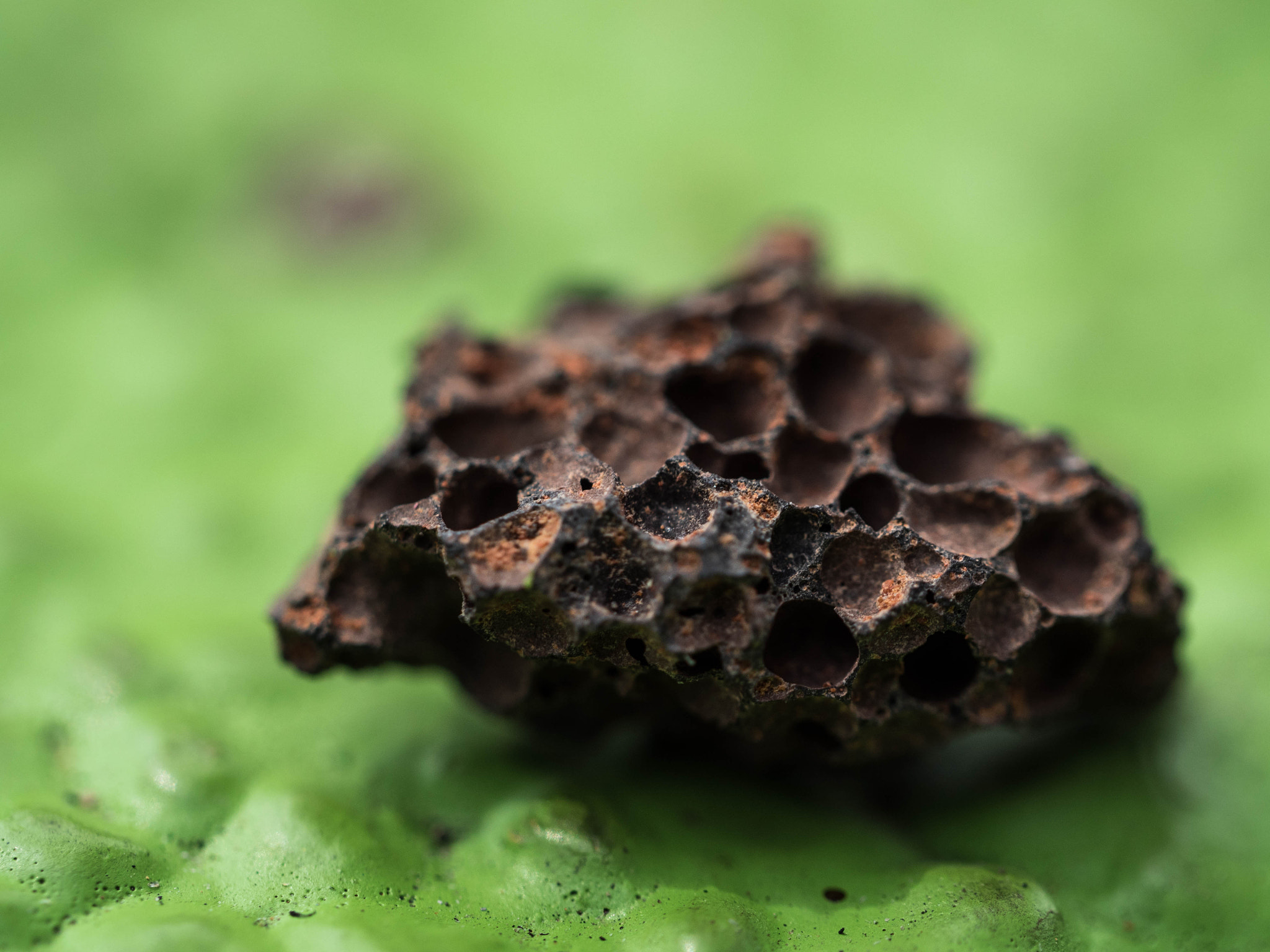 Panasonic Leica DG Macro-Elmarit 45mm F2.8 ASPH OIS sample photo. Mini meteor photography