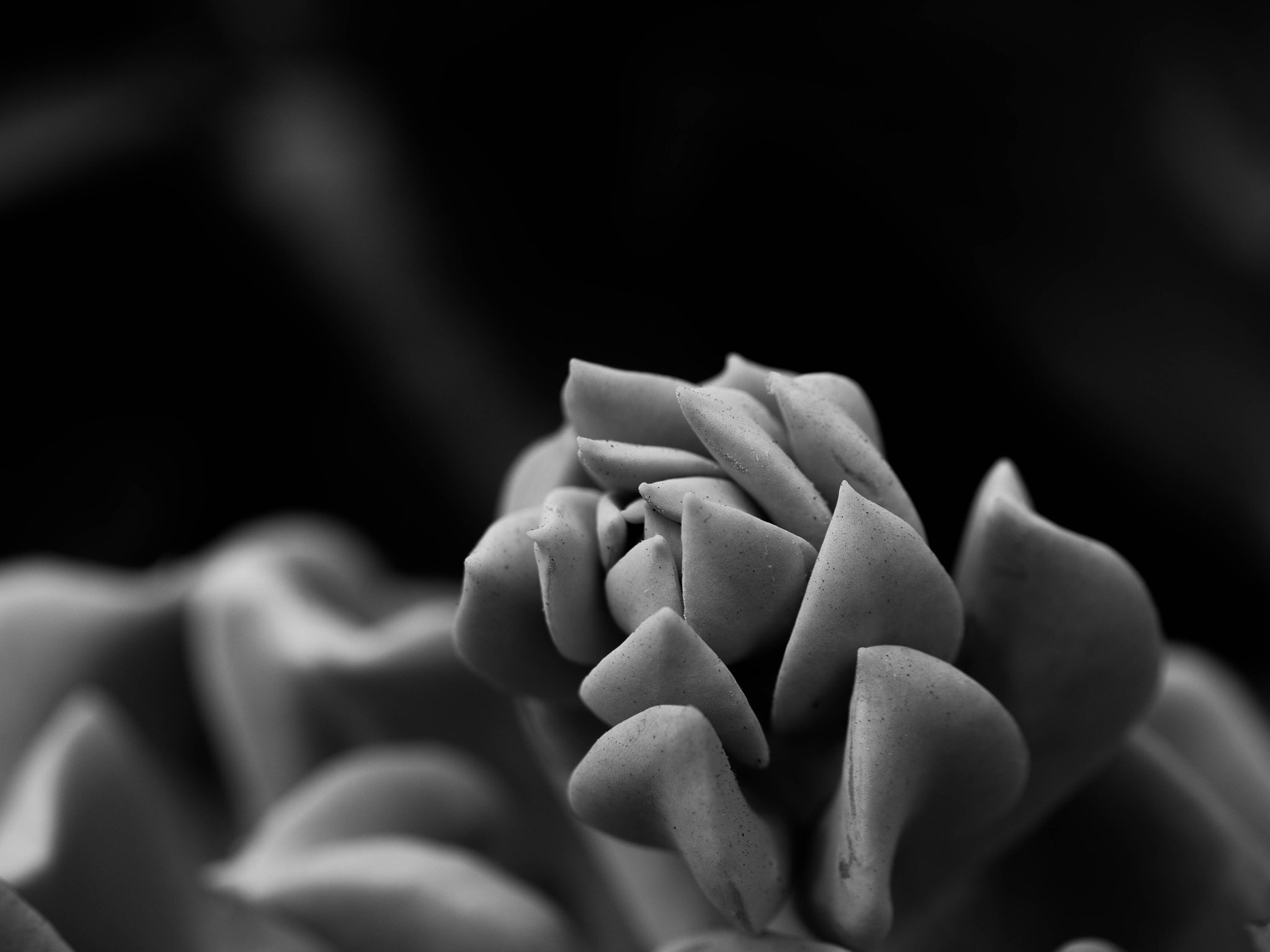 Panasonic Leica DG Macro-Elmarit 45mm F2.8 ASPH OIS sample photo. Elegance photography