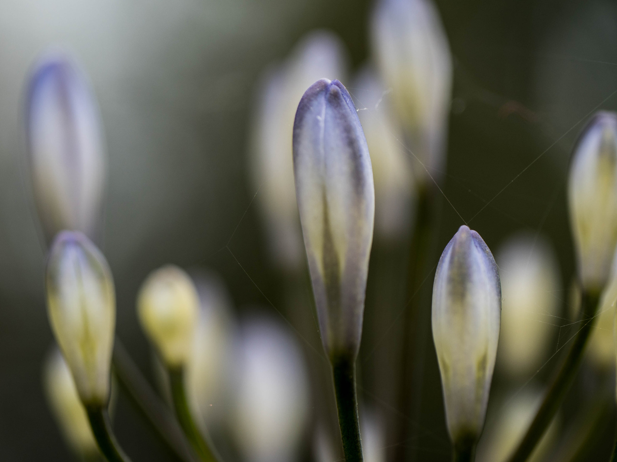 Panasonic Leica DG Macro-Elmarit 45mm F2.8 ASPH OIS sample photo. Entangled in a web photography