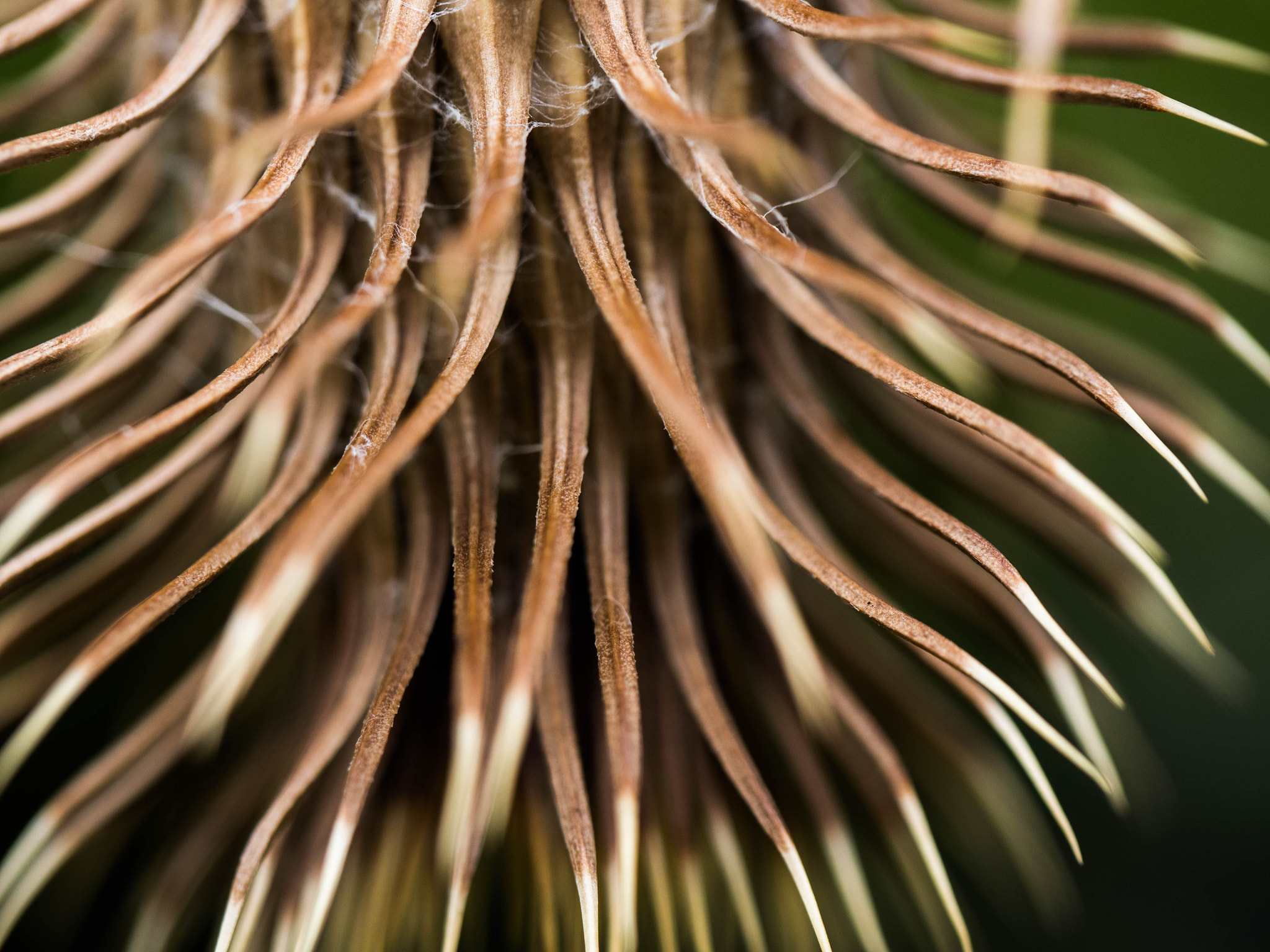 Panasonic Leica DG Macro-Elmarit 45mm F2.8 ASPH OIS sample photo. Loss photography