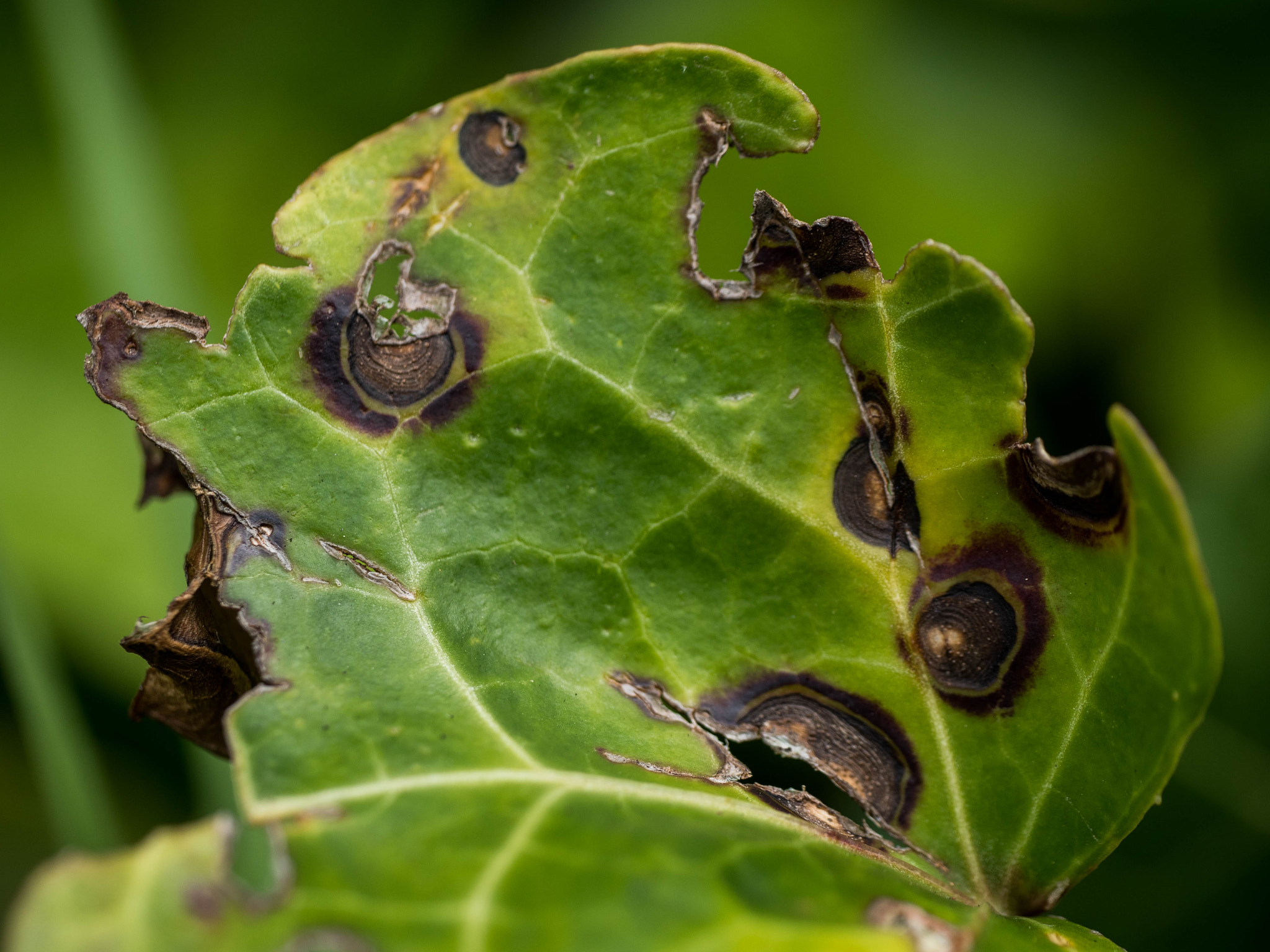 Panasonic Leica DG Macro-Elmarit 45mm F2.8 ASPH OIS sample photo. Dying leaf photography