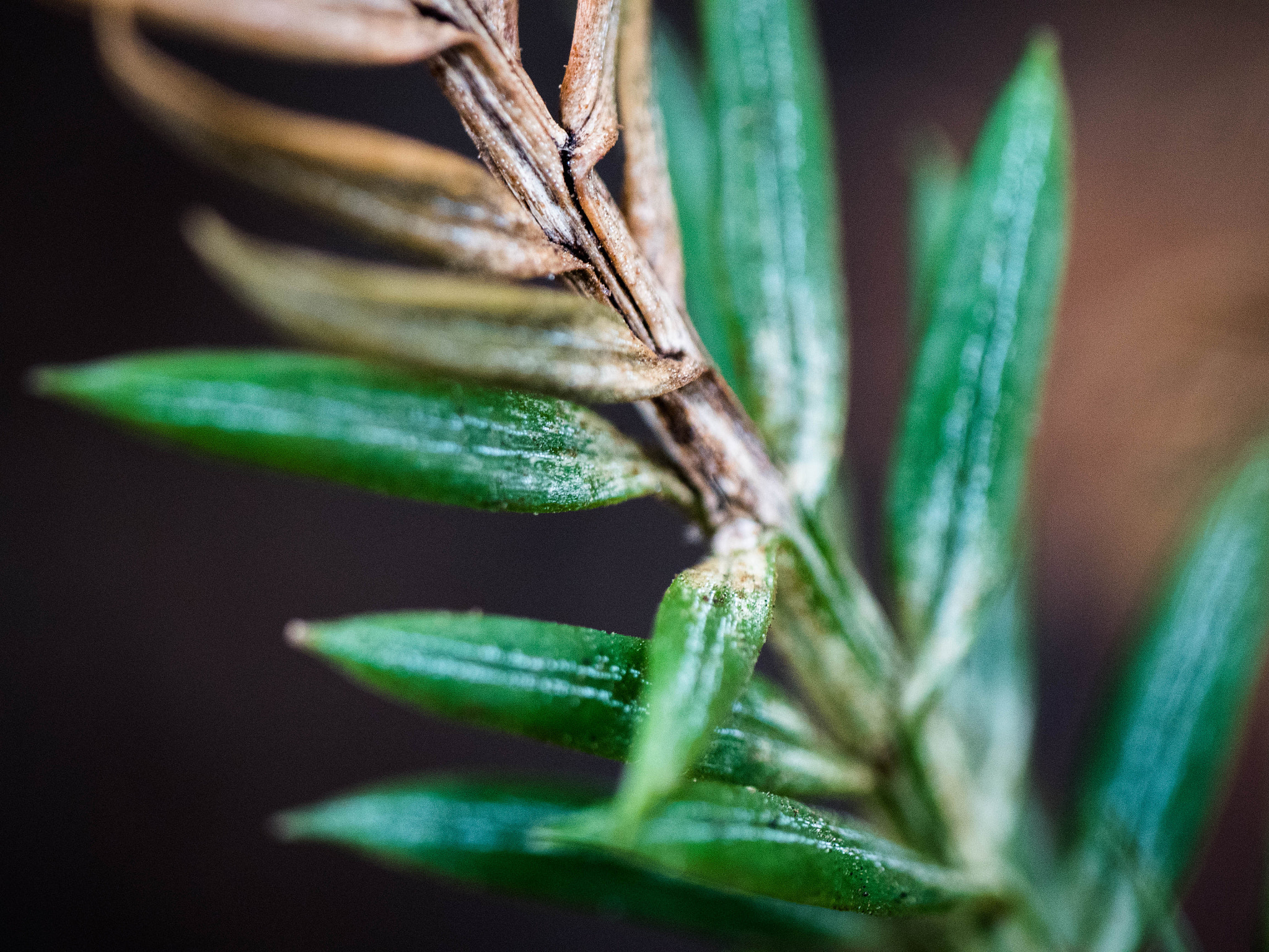 Panasonic Leica DG Macro-Elmarit 45mm F2.8 ASPH OIS sample photo. Armored spirit photography