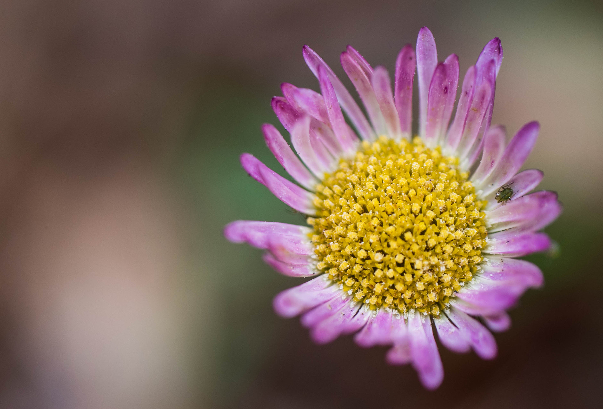 Panasonic Leica DG Macro-Elmarit 45mm F2.8 ASPH OIS sample photo. Pink flower photography