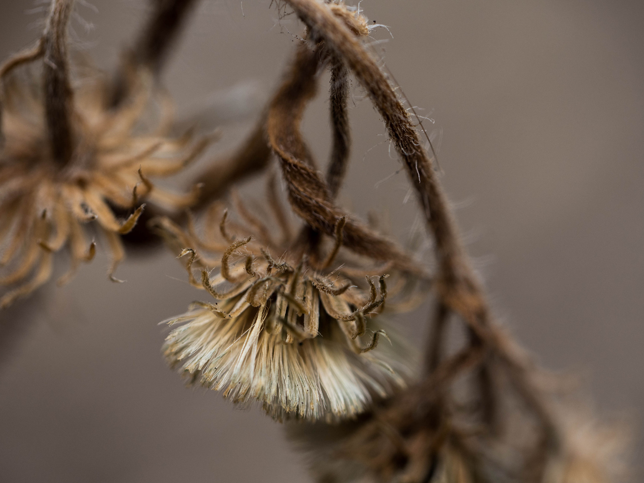 Panasonic Leica DG Macro-Elmarit 45mm F2.8 ASPH OIS sample photo. Lasting fragility photography