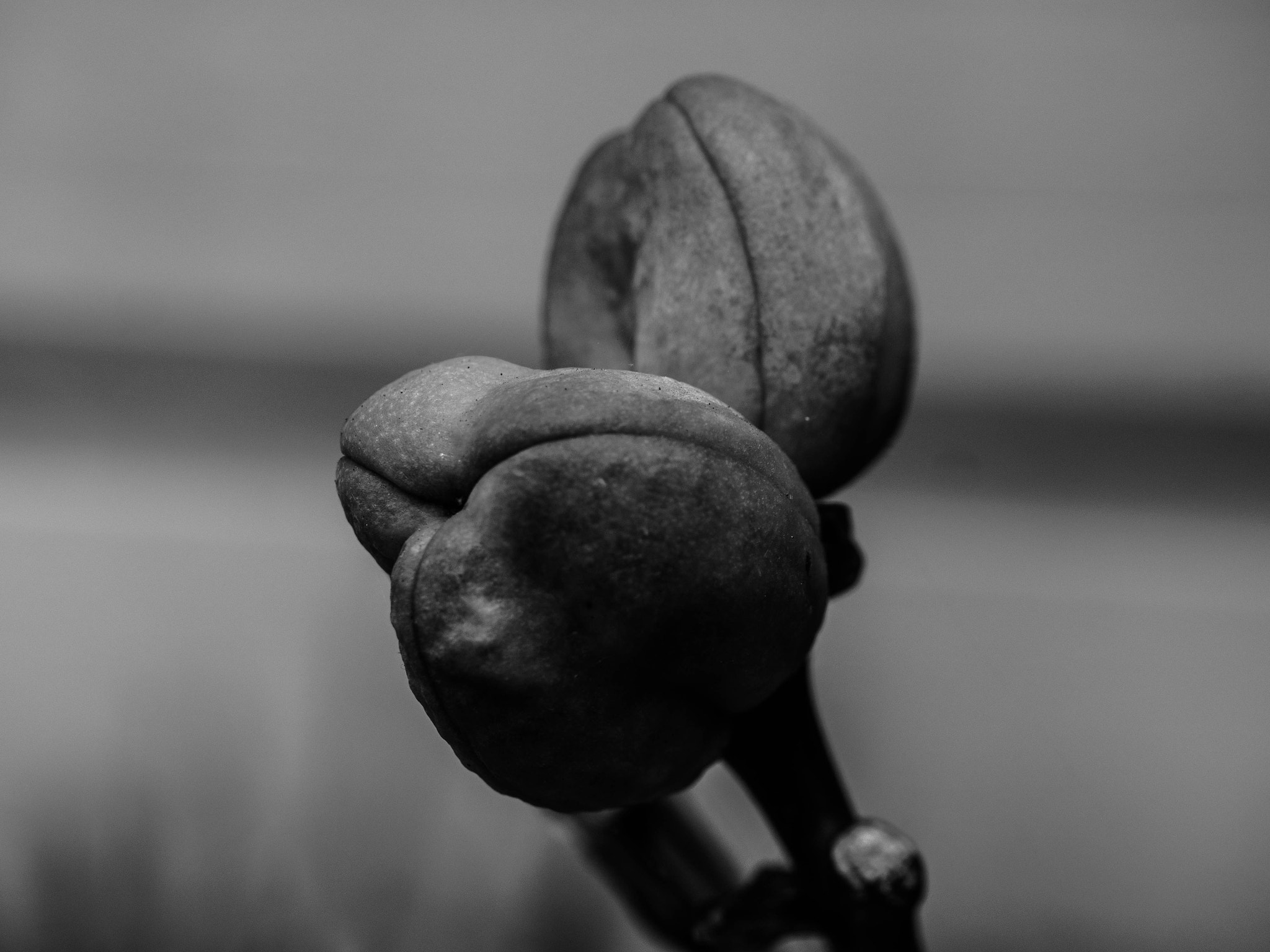 Panasonic Leica DG Macro-Elmarit 45mm F2.8 ASPH OIS sample photo. Black and white buds photography