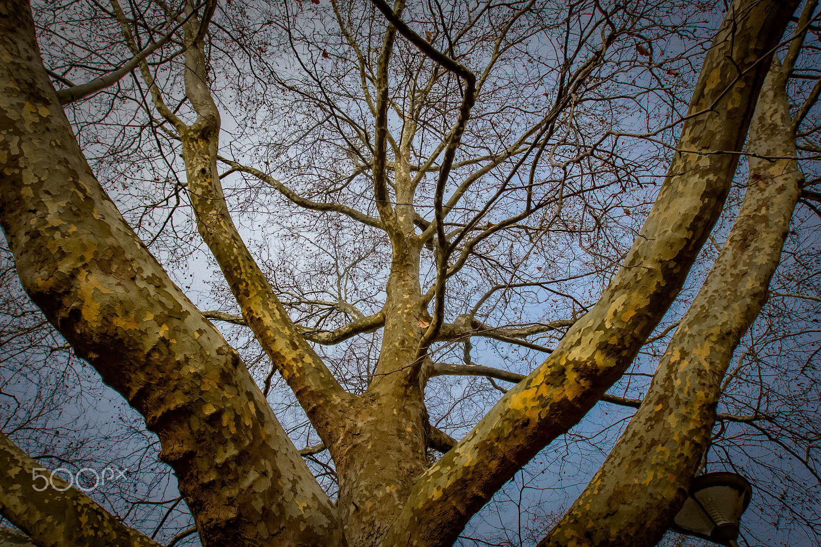 Canon EOS-1D Mark IV sample photo. Branch fork photography