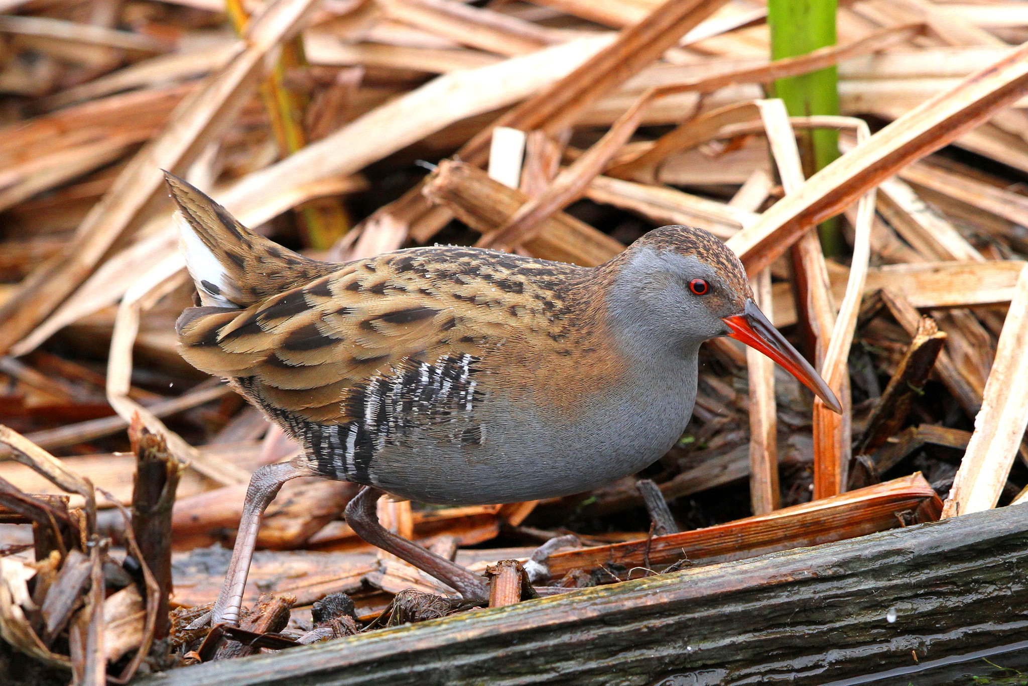 Canon EF 500mm F4L IS II USM sample photo. Water rail photography