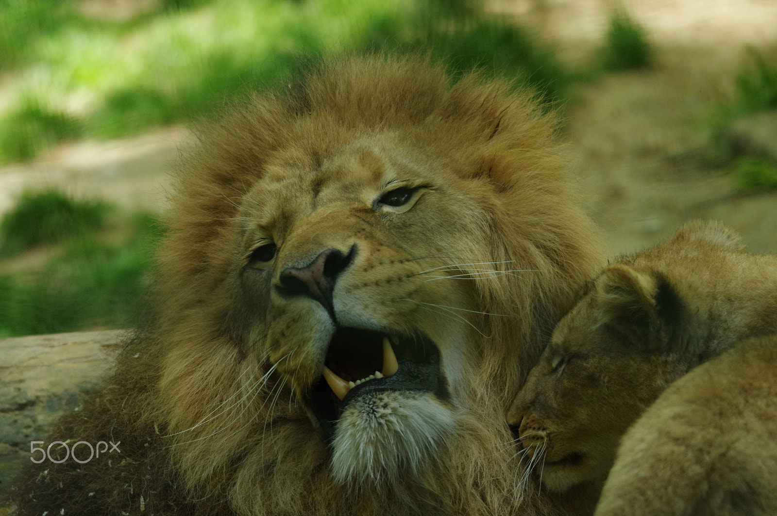 Pentax K-3 sample photo. Zoo de beauval photography