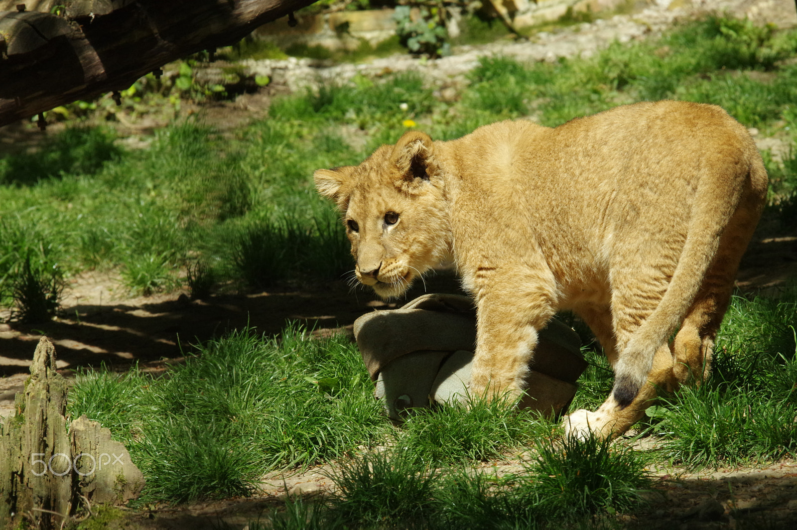 Sigma 120-400mm F4.5-5.6 DG OS HSM sample photo. Zoo de beauval photography