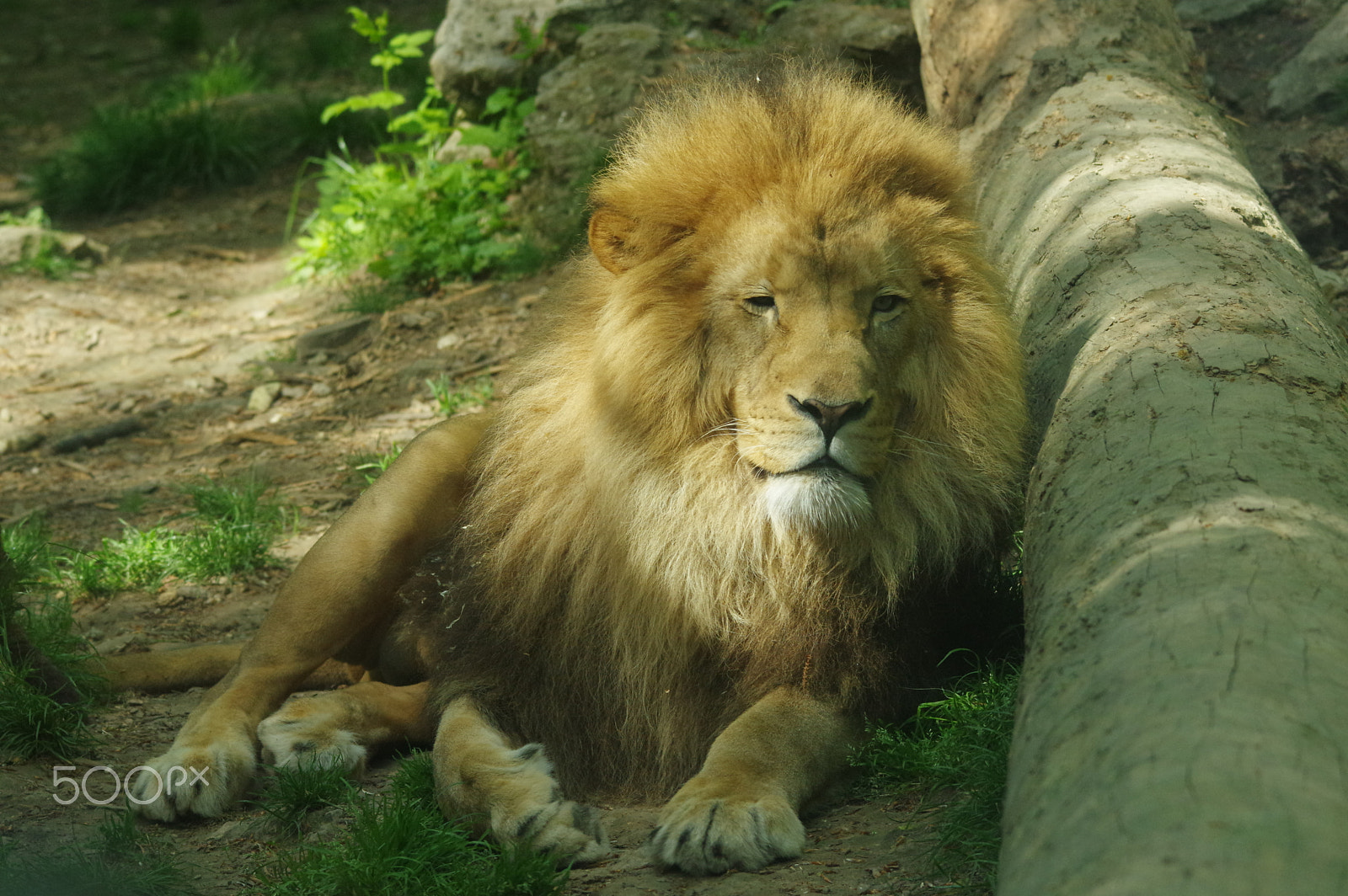 Sigma 120-400mm F4.5-5.6 DG OS HSM sample photo. Zoo de beauval photography