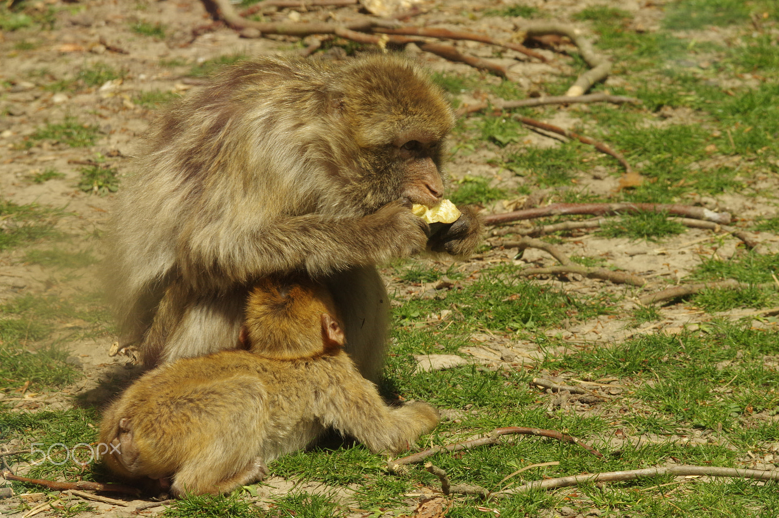 Pentax K-3 sample photo. Zoo de beauval photography