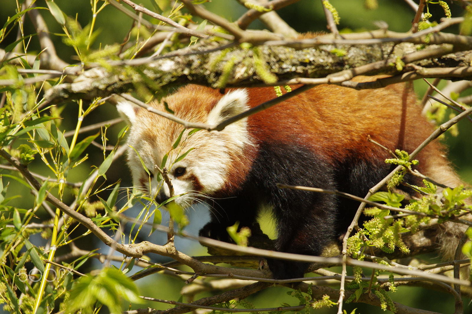 Pentax K-3 sample photo. Zoo de beauval photography