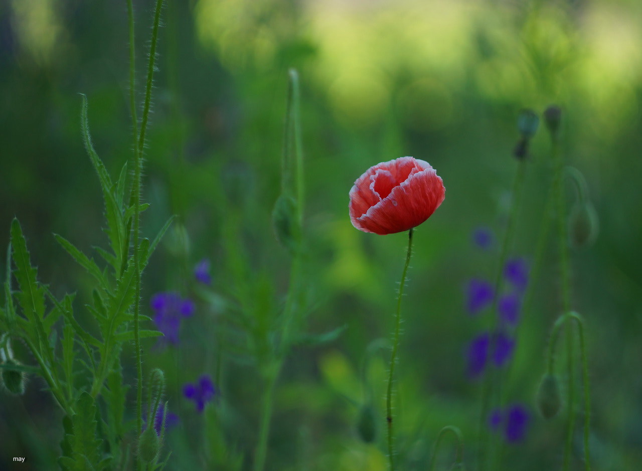 Sony SLT-A65 (SLT-A65V) + Minolta AF 50mm F1.7 sample photo. ***** photography