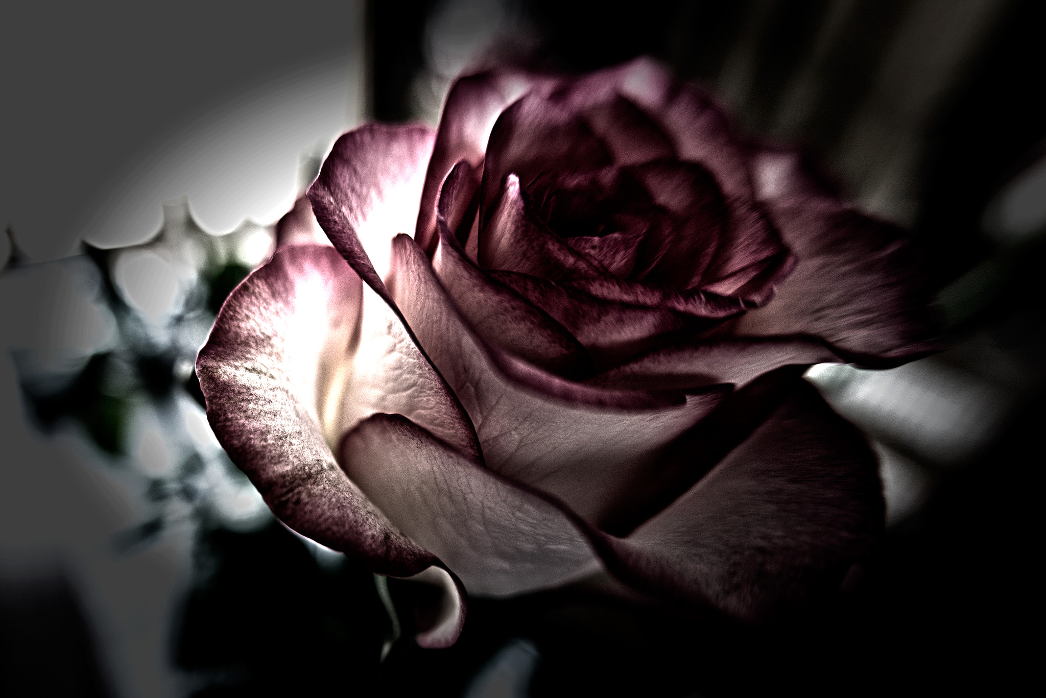 Nikon D610 + Sigma 15mm F2.8 EX DG Diagonal Fisheye sample photo. An abstract rose photography