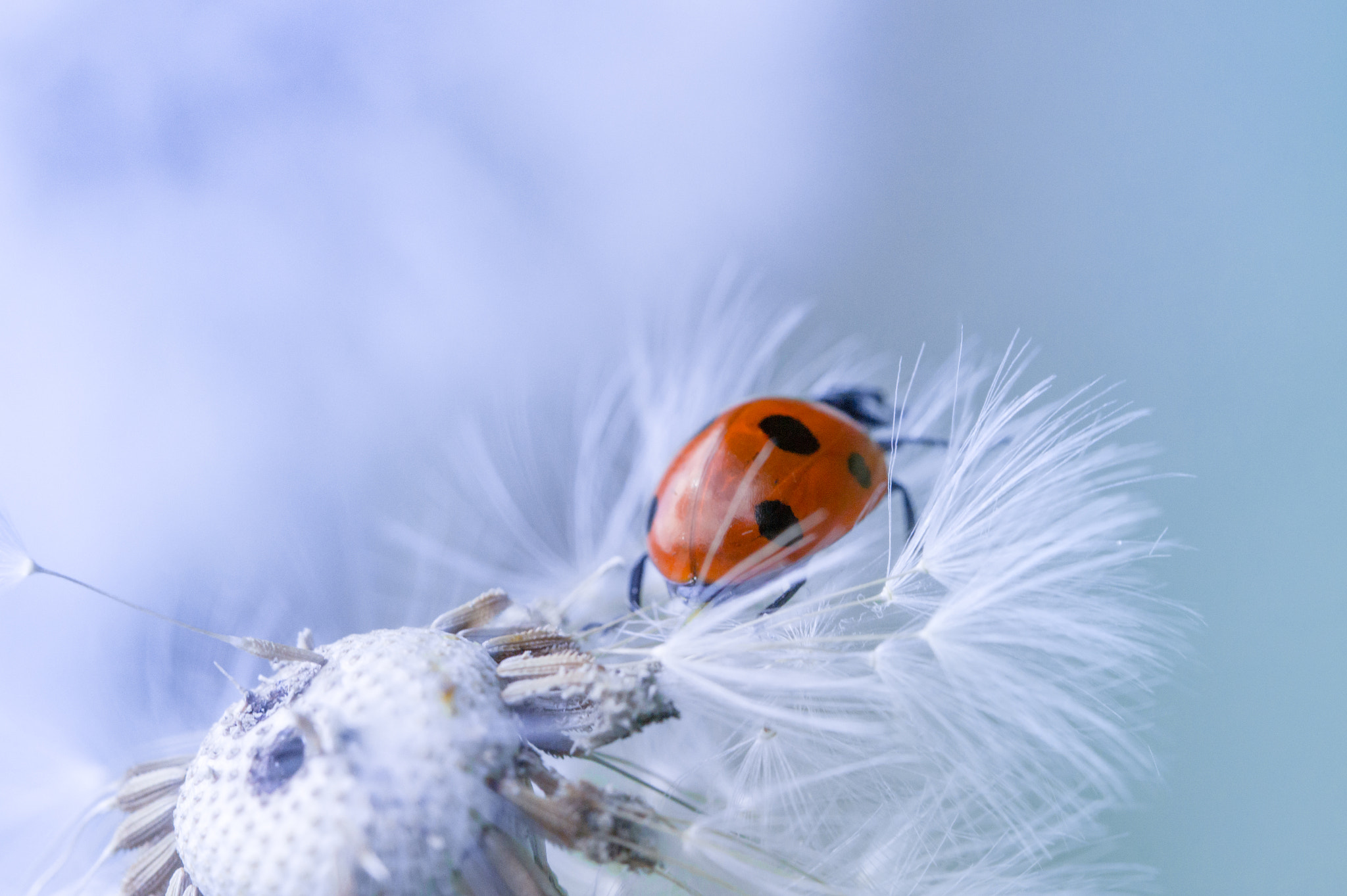 Sony SLT-A58 + 90mm F2.8 Macro SSM sample photo. Ladybug on  dandelion photography