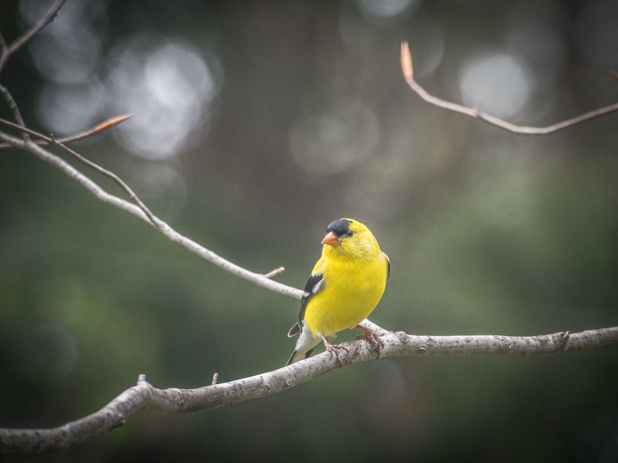 Olympus PEN E-P5 sample photo. Spinus tristis photography
