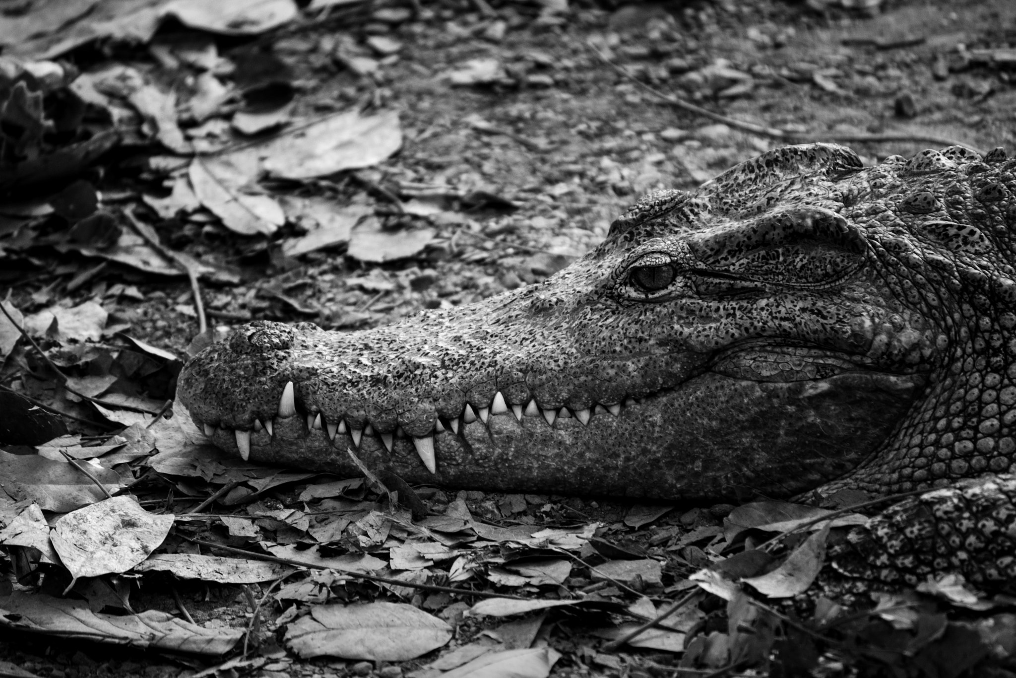 Canon EOS 40D sample photo. Crocodilebw photography