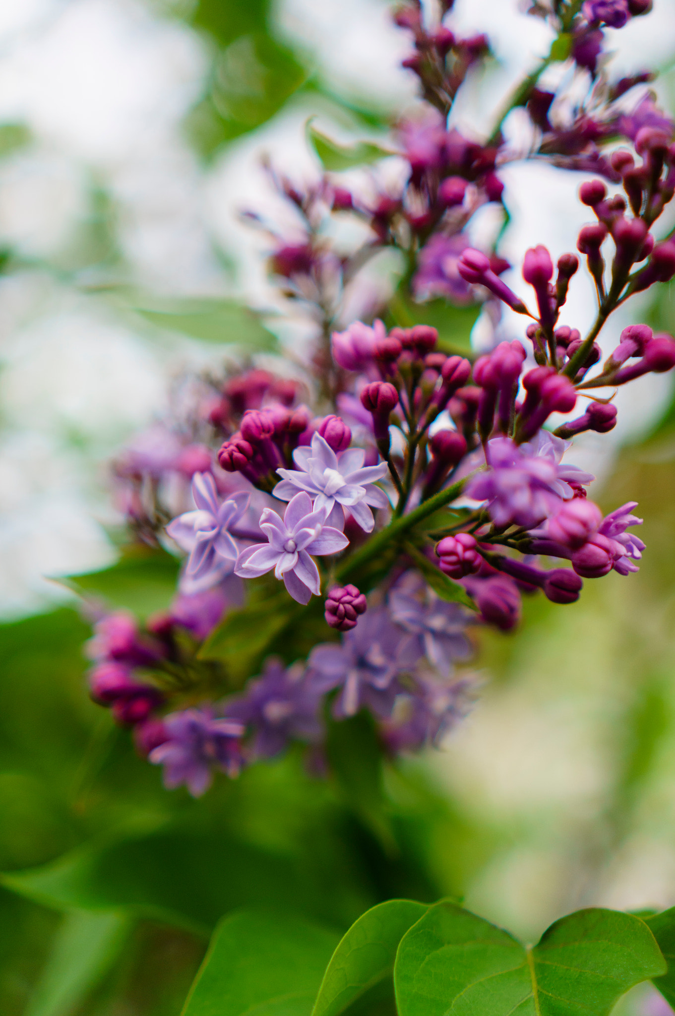 Sony Alpha NEX-6 + Sony E 35mm F1.8 OSS sample photo. Flowers photography